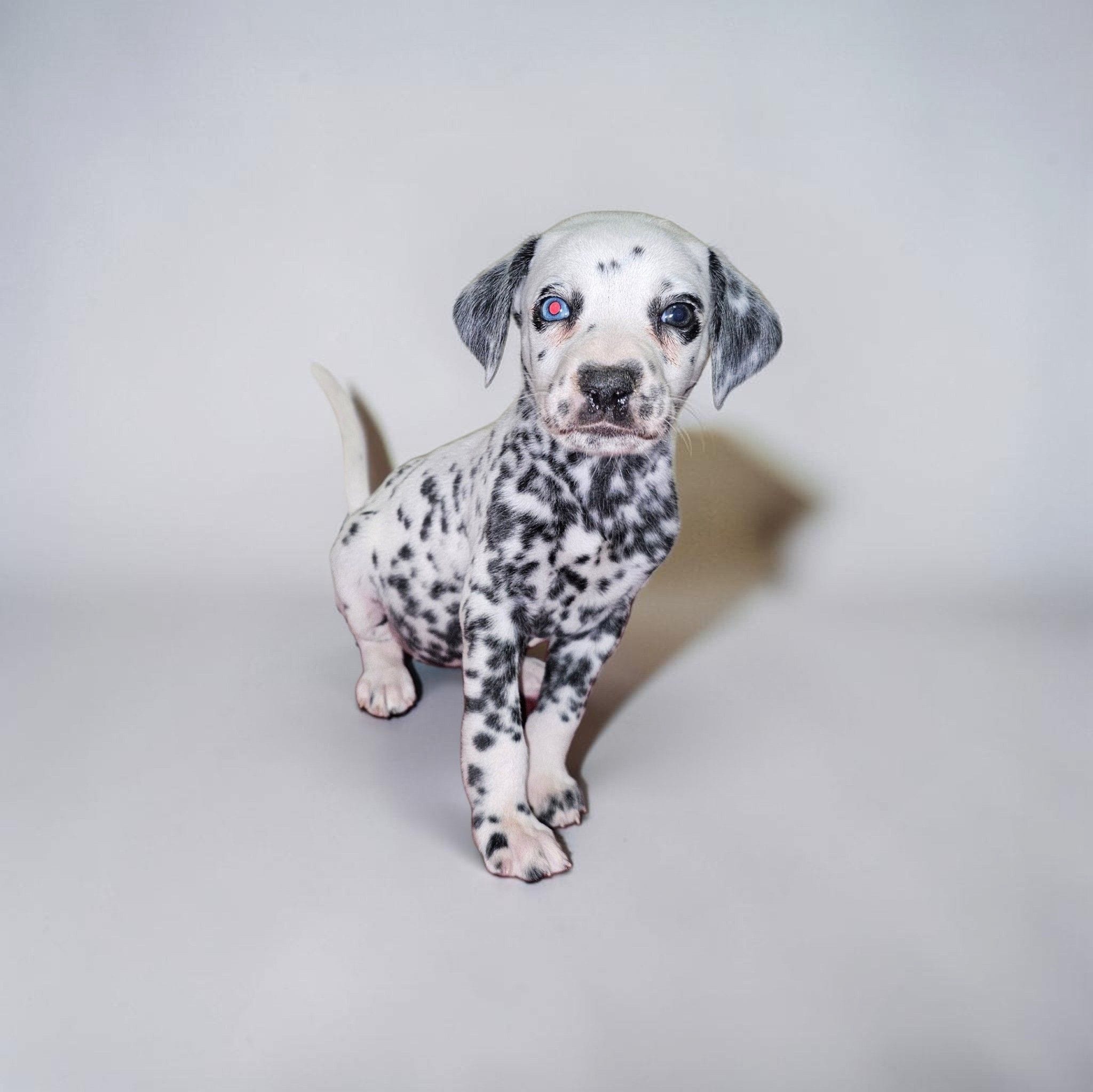 Cora – Dalmatian puppy for sale in San Antonio, TX