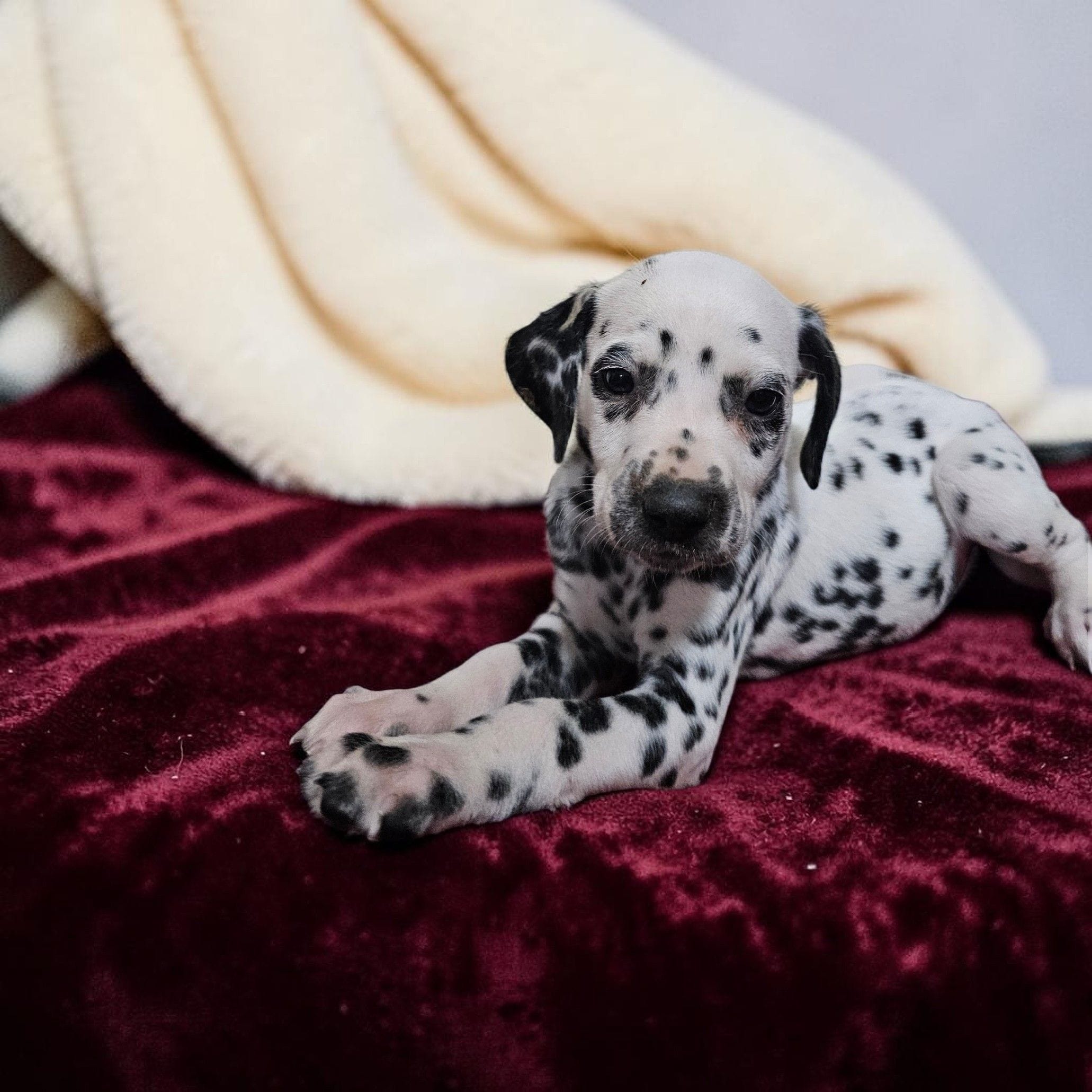Mila, a female Dalmatian for sale in San Antonio, TX – 2 of 5