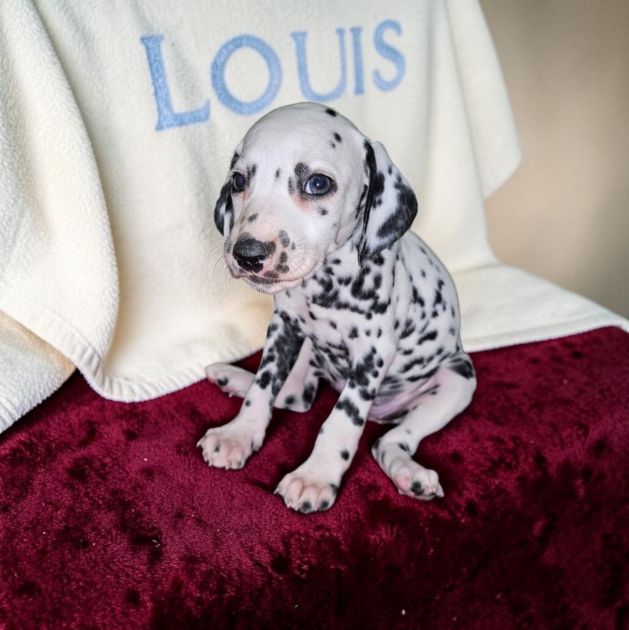 Flower – Dalmatian puppy for sale in San Antonio, TX
