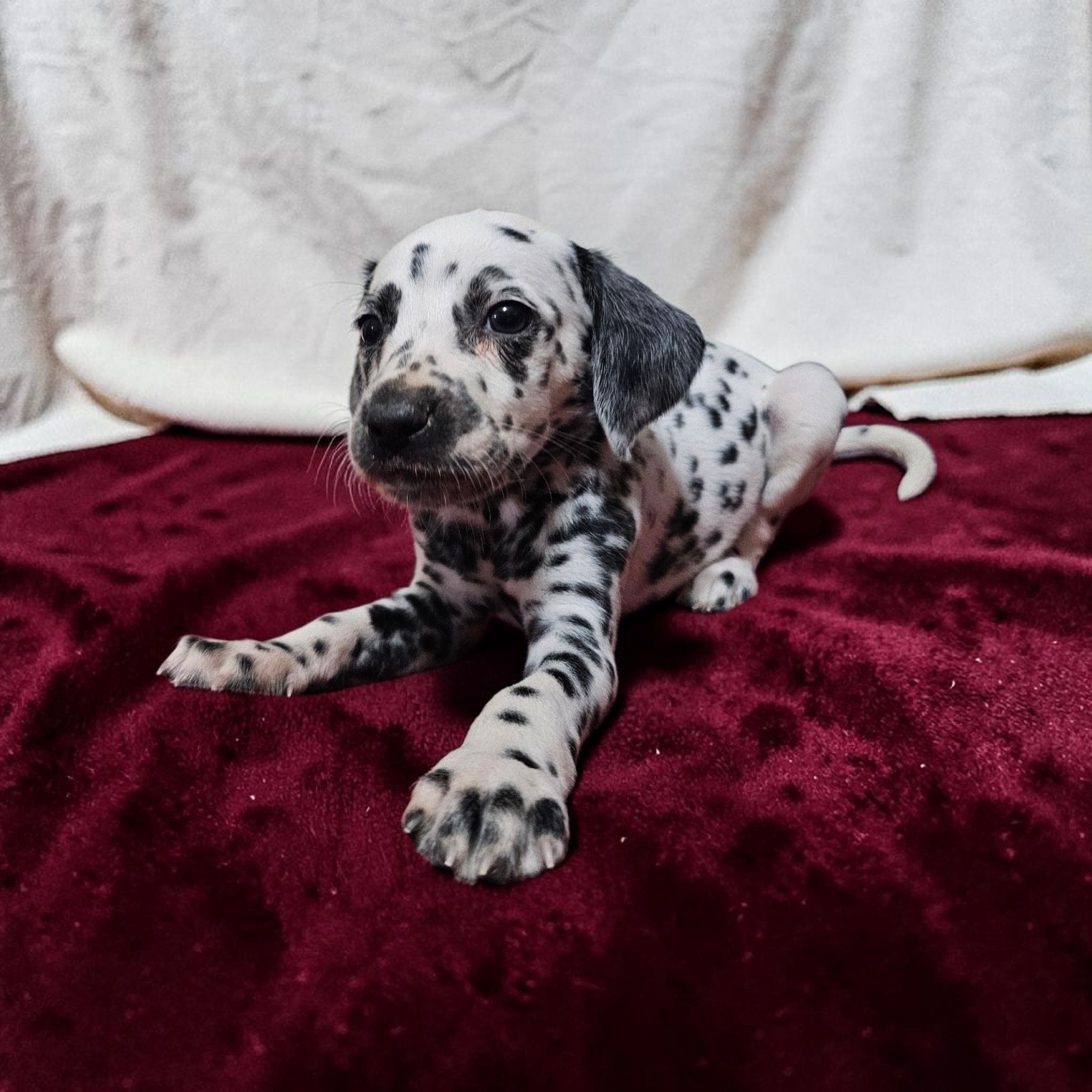 Luisa, a female Dalmatian for sale in San Antonio, TX – 2 of 4