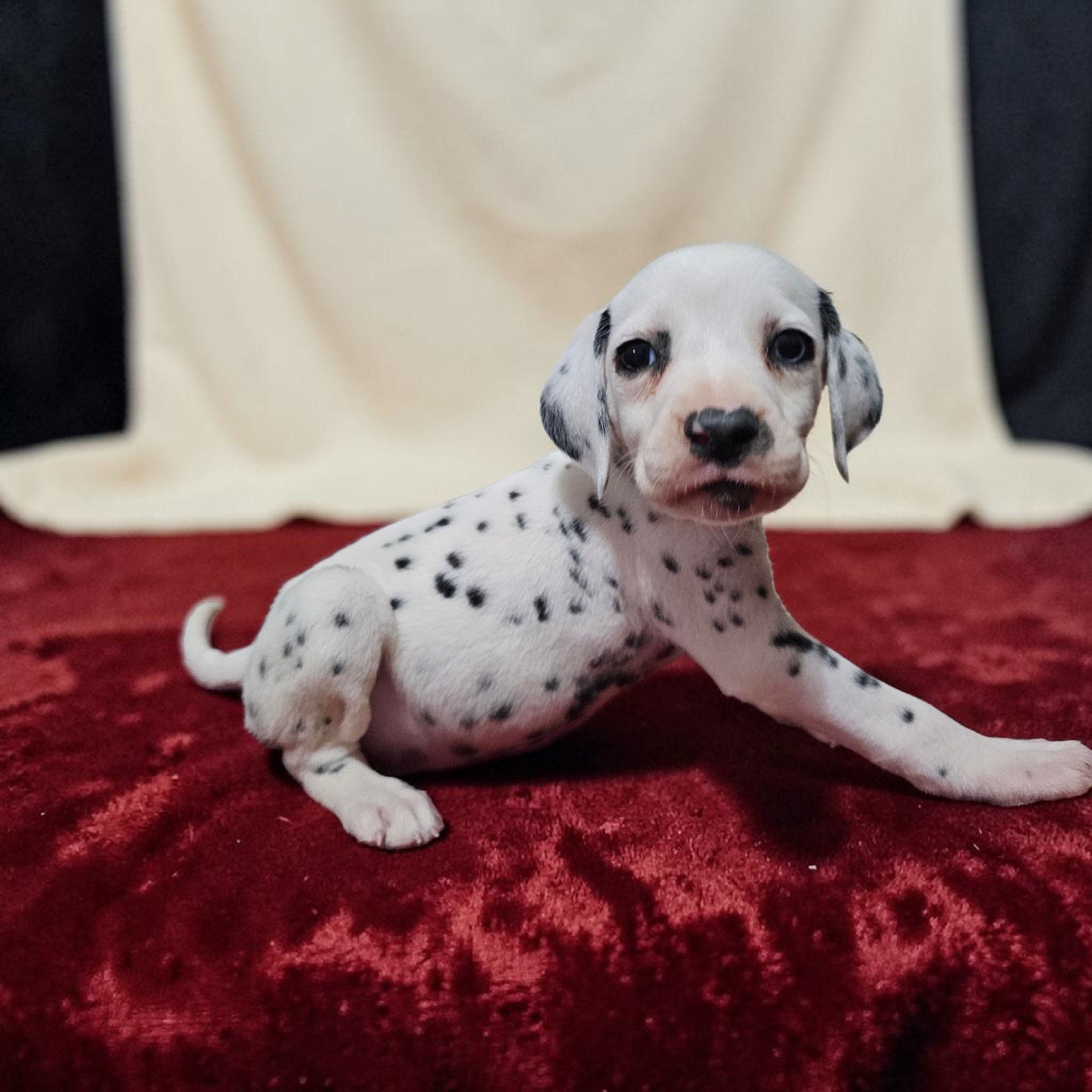Uno, a male Dalmatian for sale in San Antonio, TX – 4 of 6