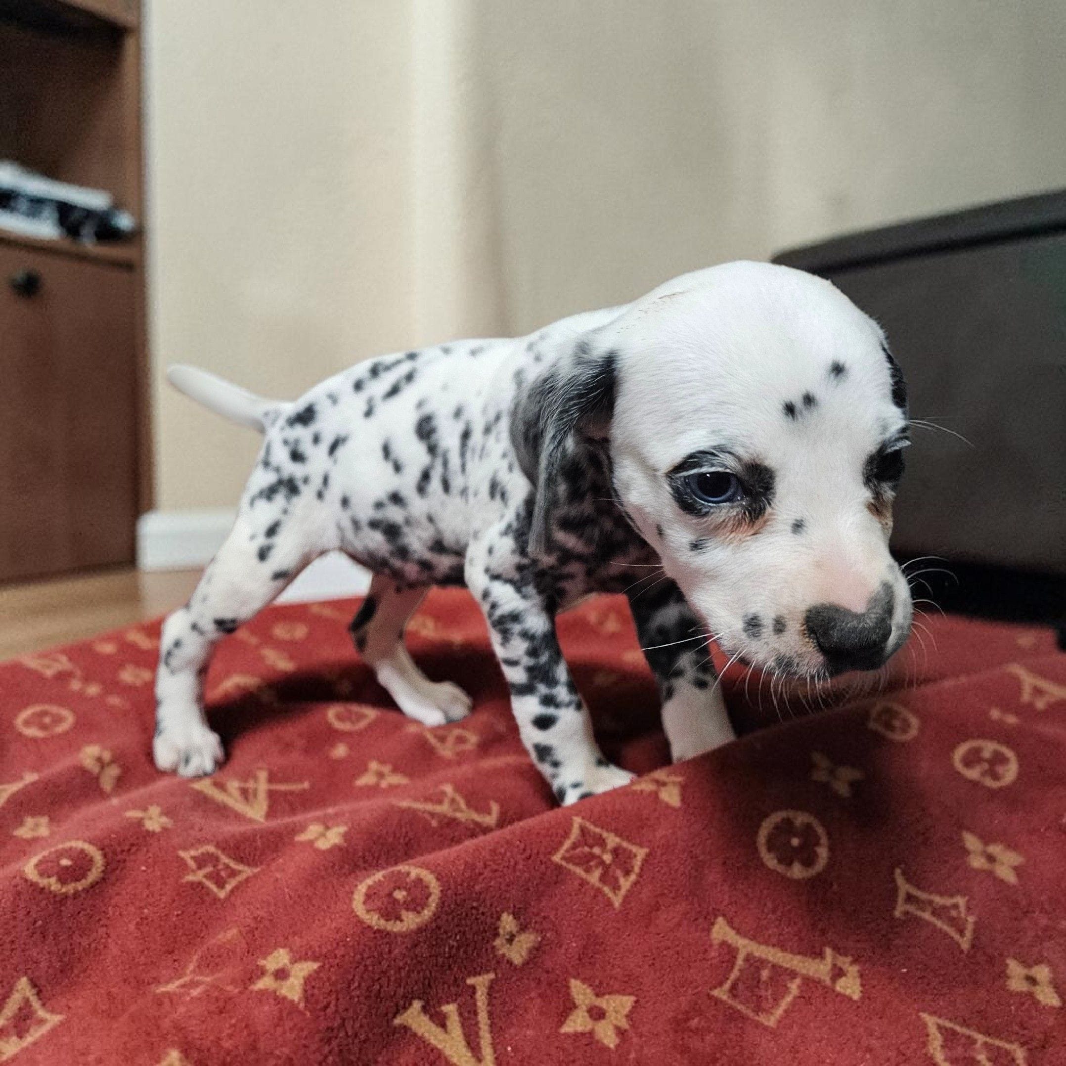 Cora, a female Dalmatian for sale in San Antonio, TX – 3 of 4