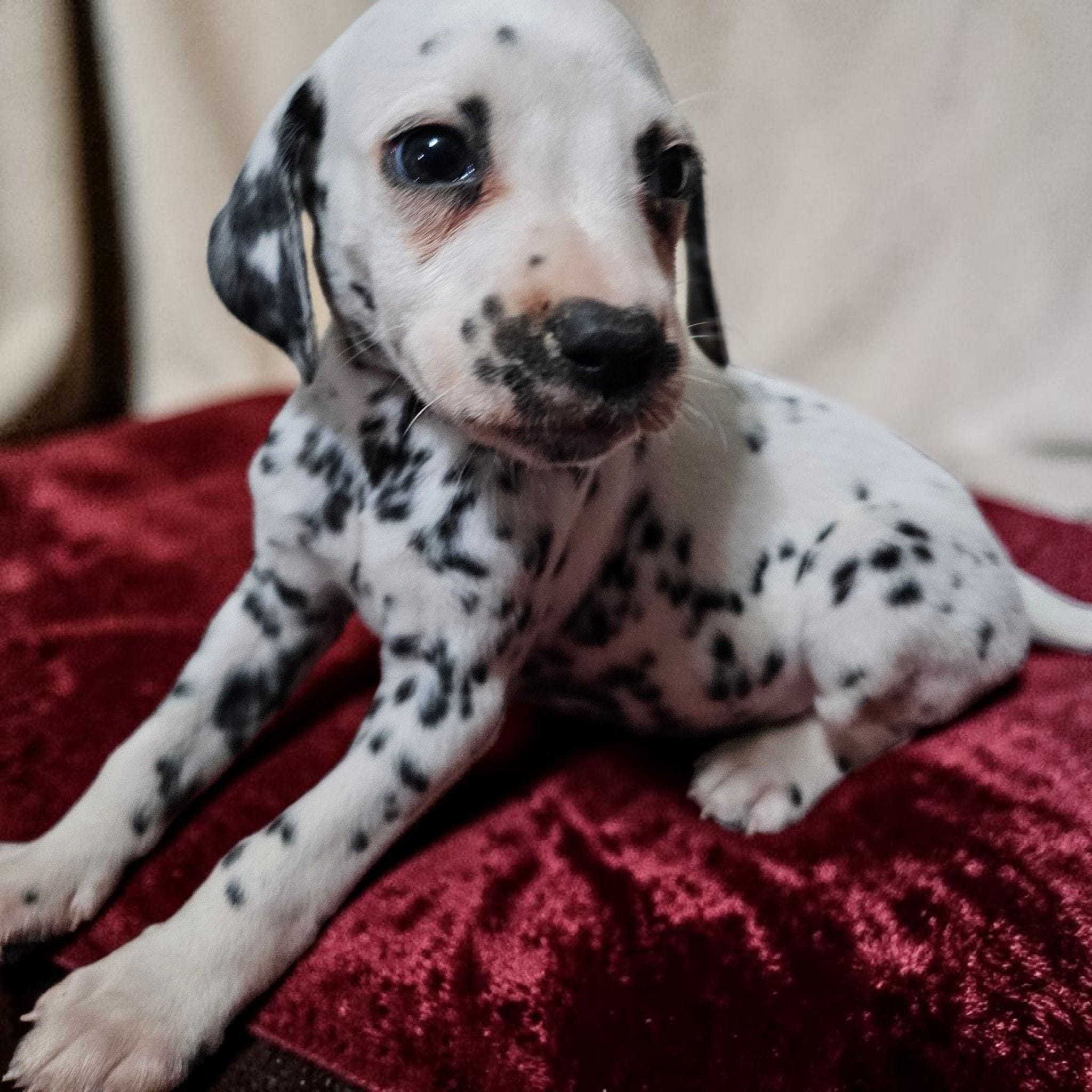 Valentino, a male Dalmatian for sale in San Antonio, TX – 3 of 4