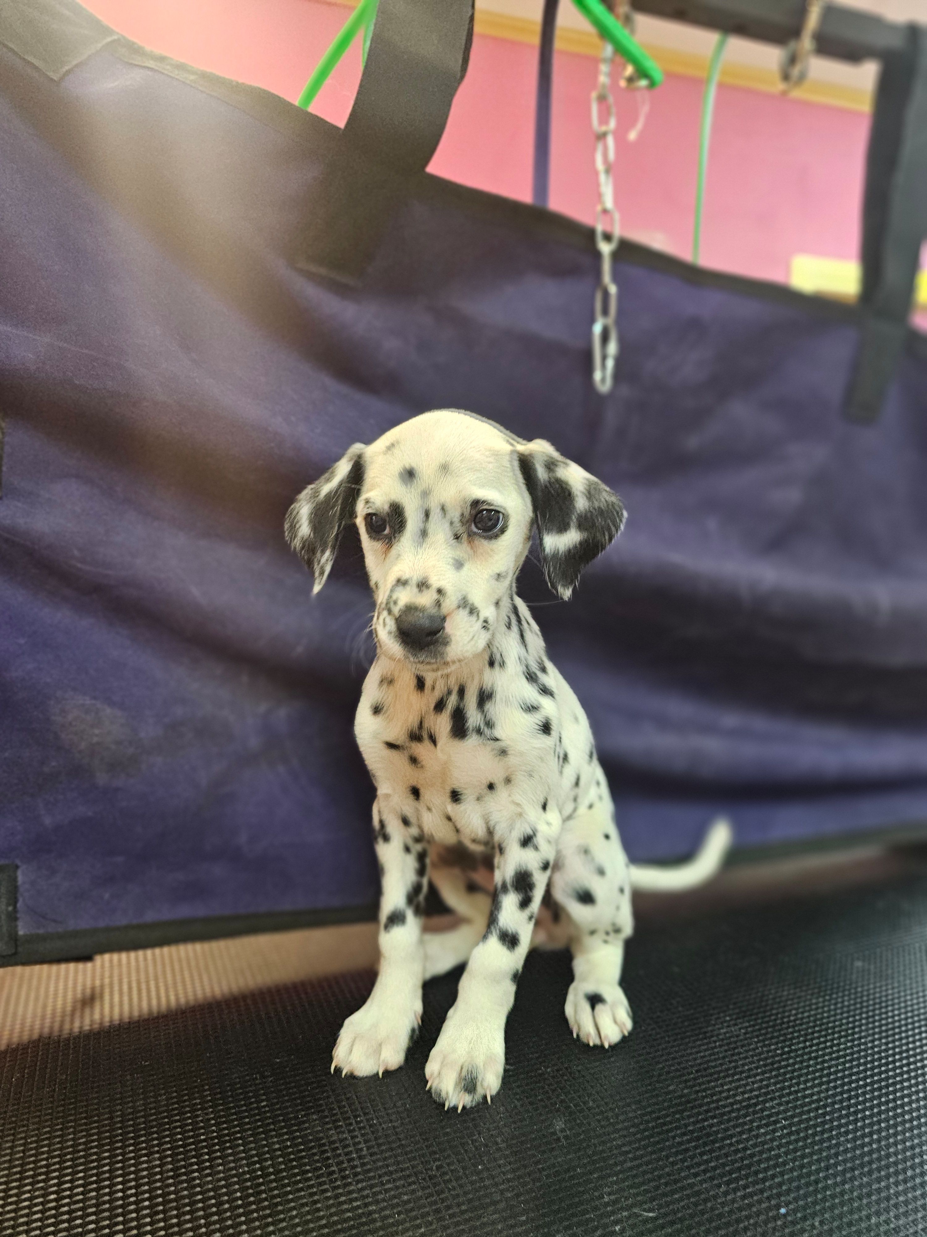 Sweeney – Dalmatian puppy for sale in San Antonio, TX