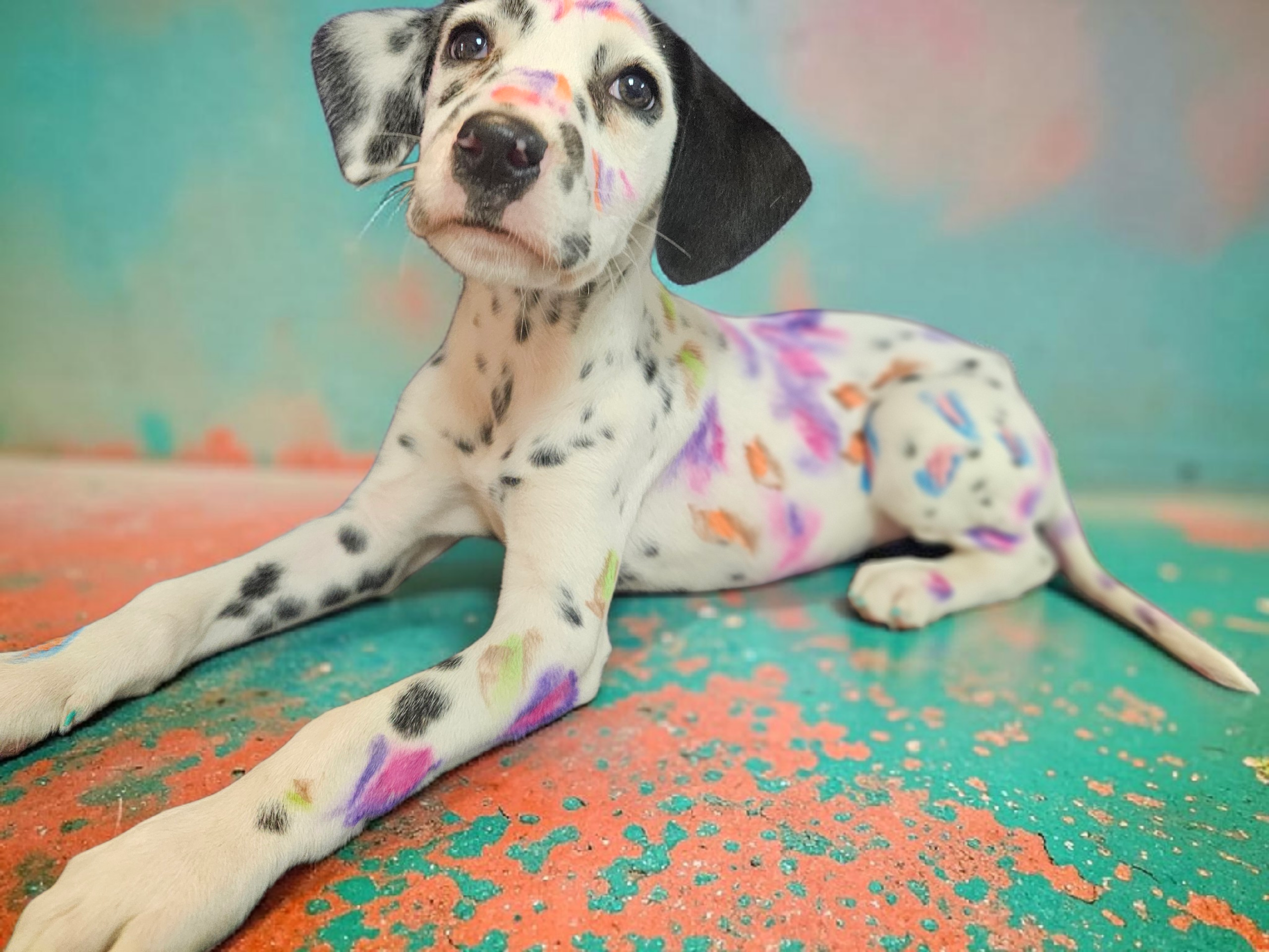 Pepper – Dalmatian puppy for sale in San Antonio, TX