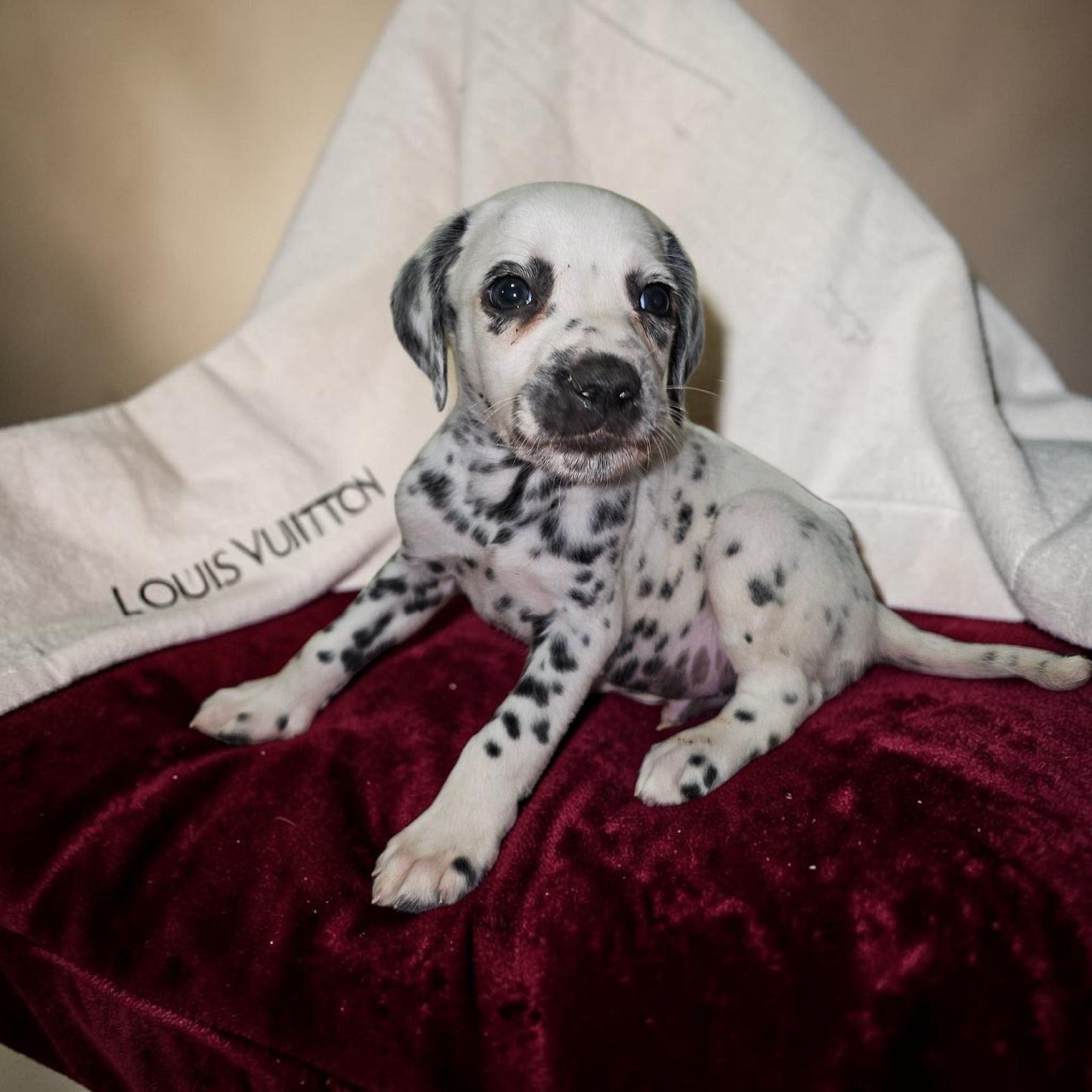 Calvin – Dalmatian puppy for sale in San Antonio, TX