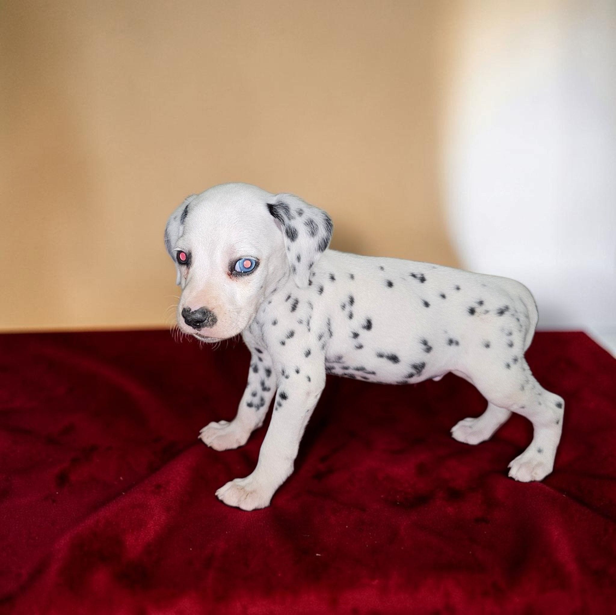 Uno, a male Dalmatian for sale in San Antonio, TX – 5 of 6