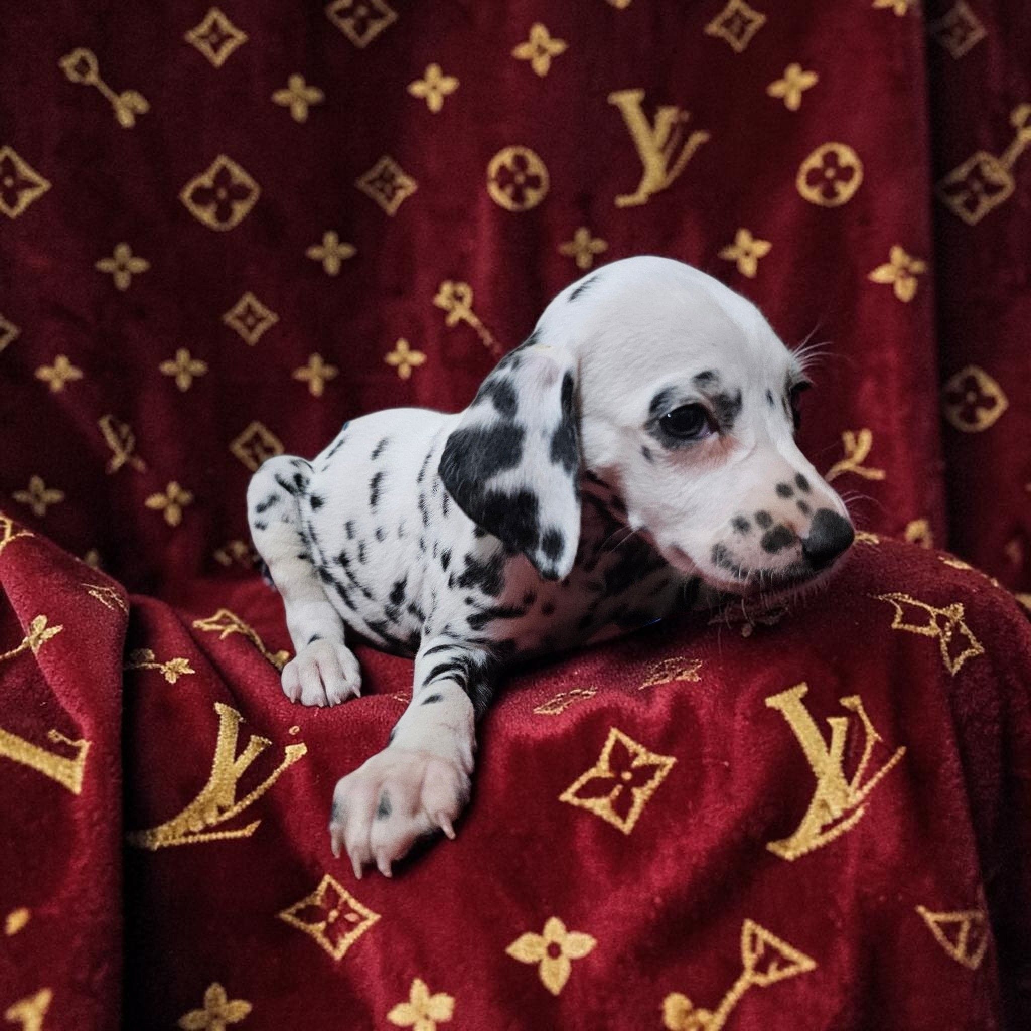 Flower, a female Dalmatian for sale in San Antonio, TX – 3 of 4