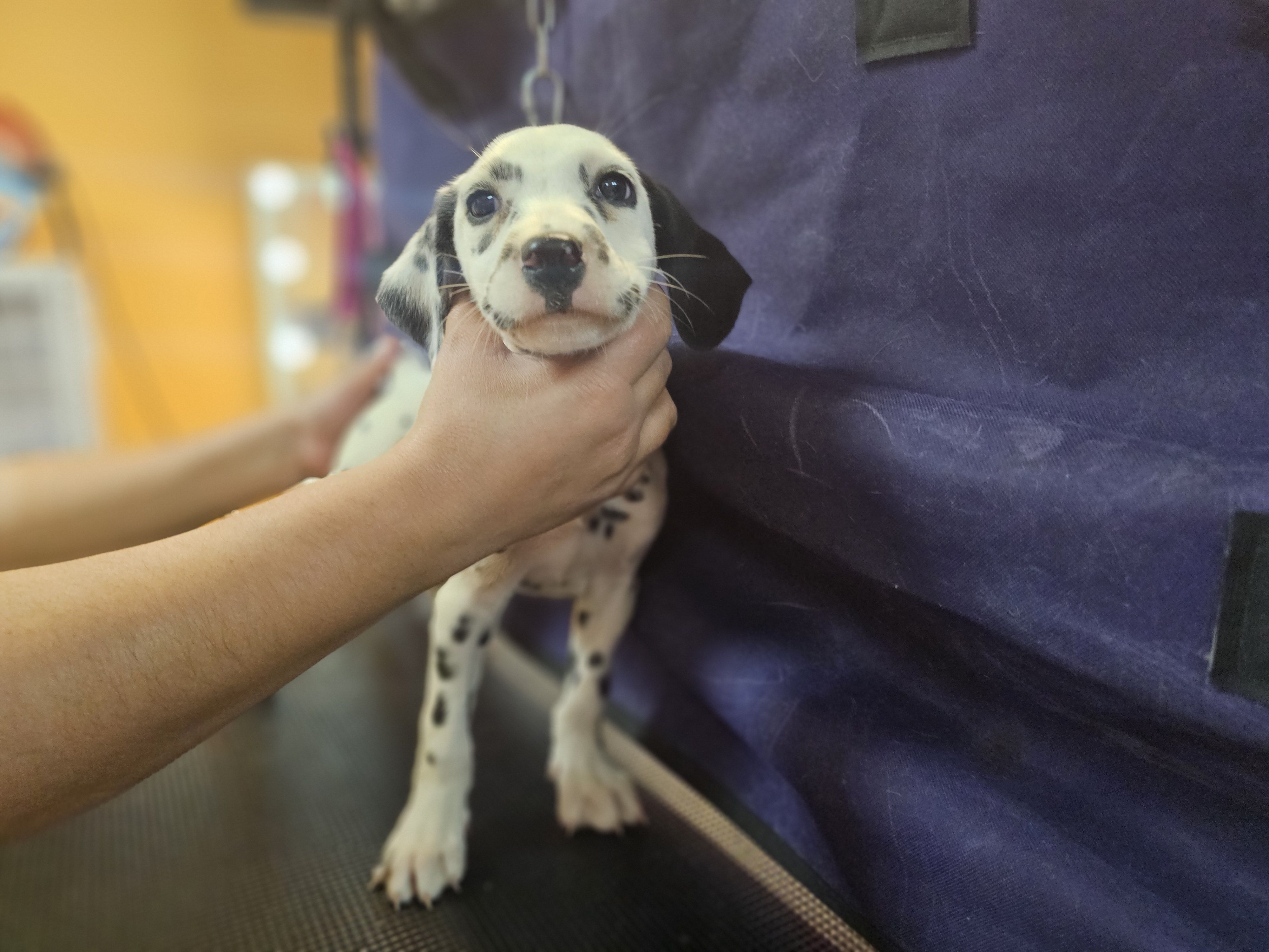 Pepper, a female Dalmatian for sale in San Antonio, TX – Photo 2 of 2