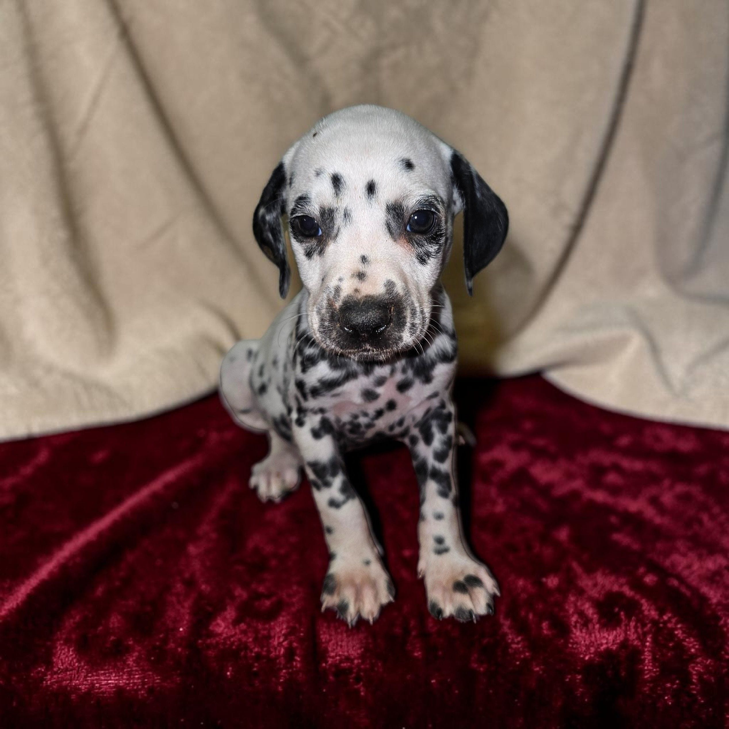 Mila, a female Dalmatian for sale in San Antonio, TX – 5 of 5