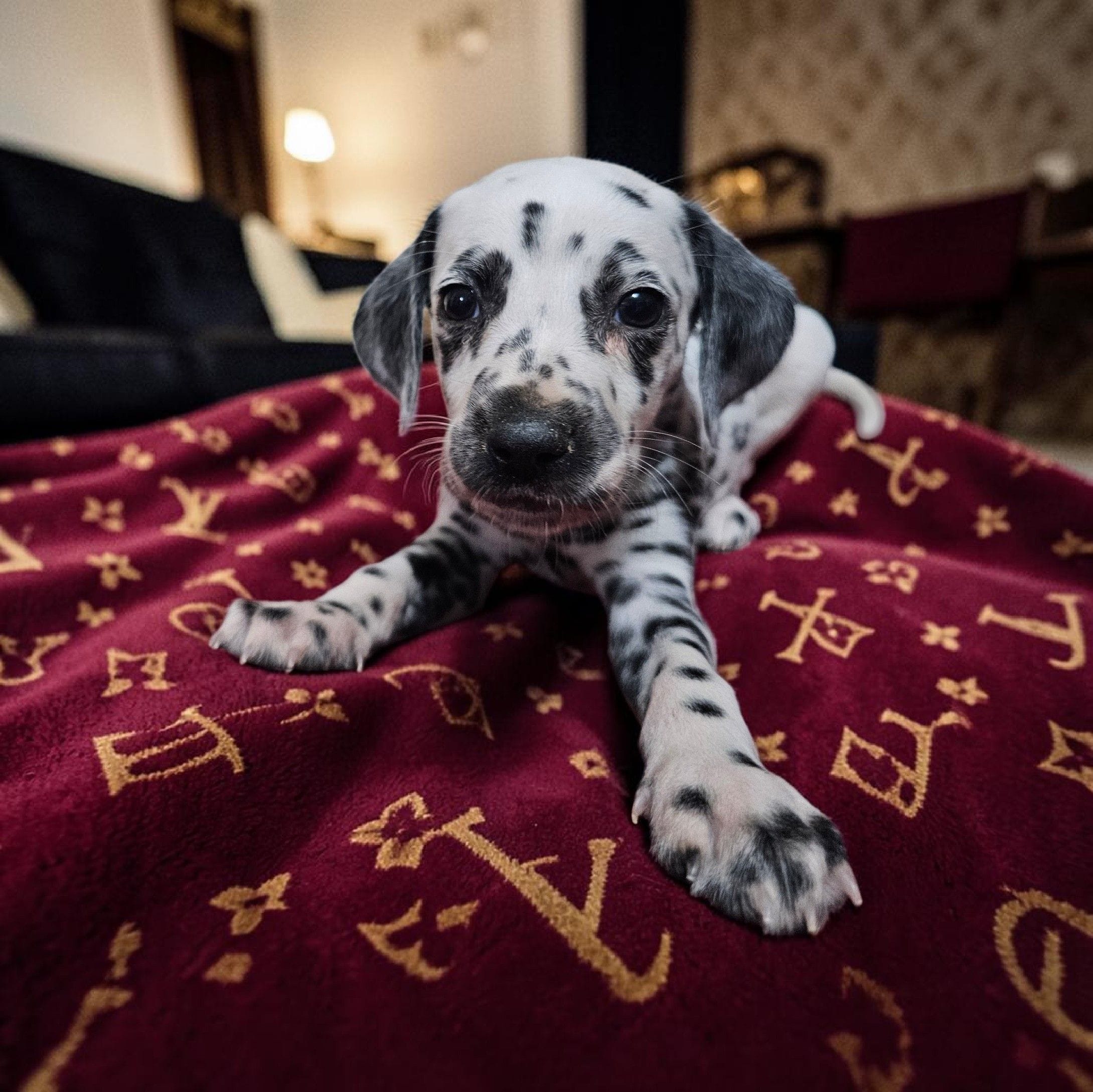 Luisa – Dalmatian puppy for sale in San Antonio, TX