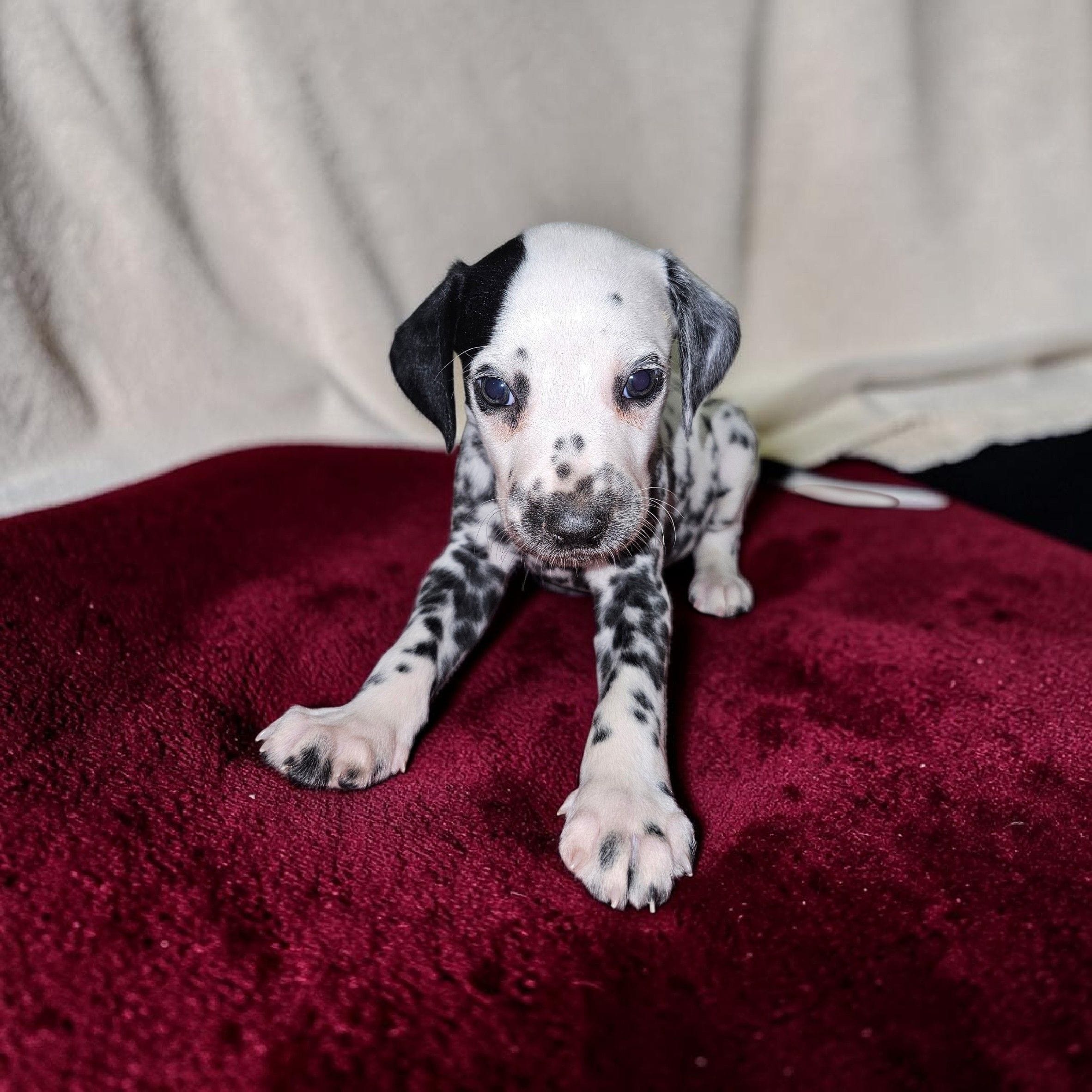 Reed – Dalmatian puppy for sale in San Antonio, TX