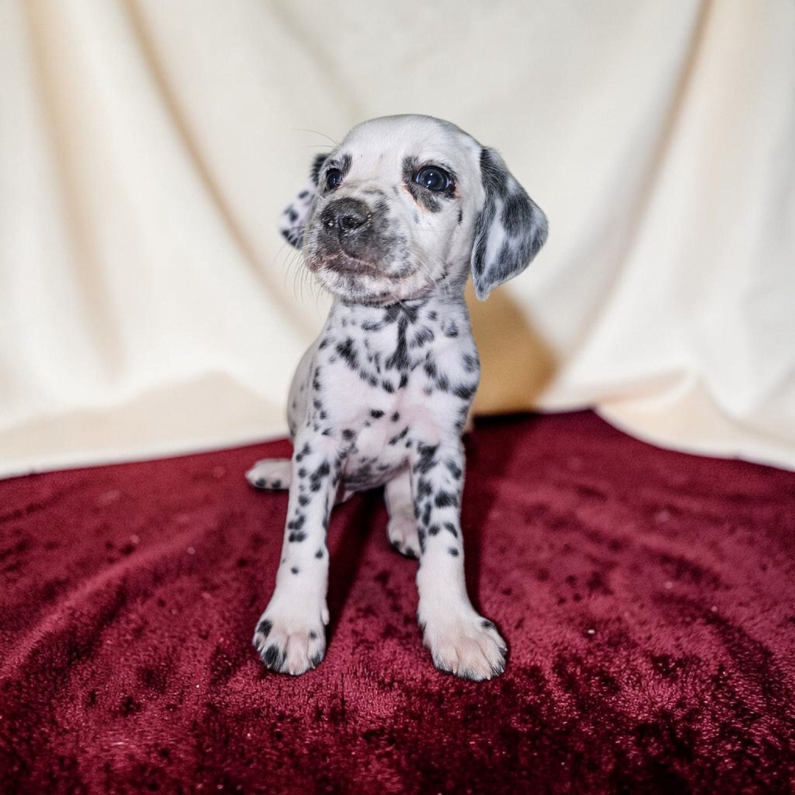 Calvin, a male Dalmatian for sale in San Antonio, TX – 3 of 4