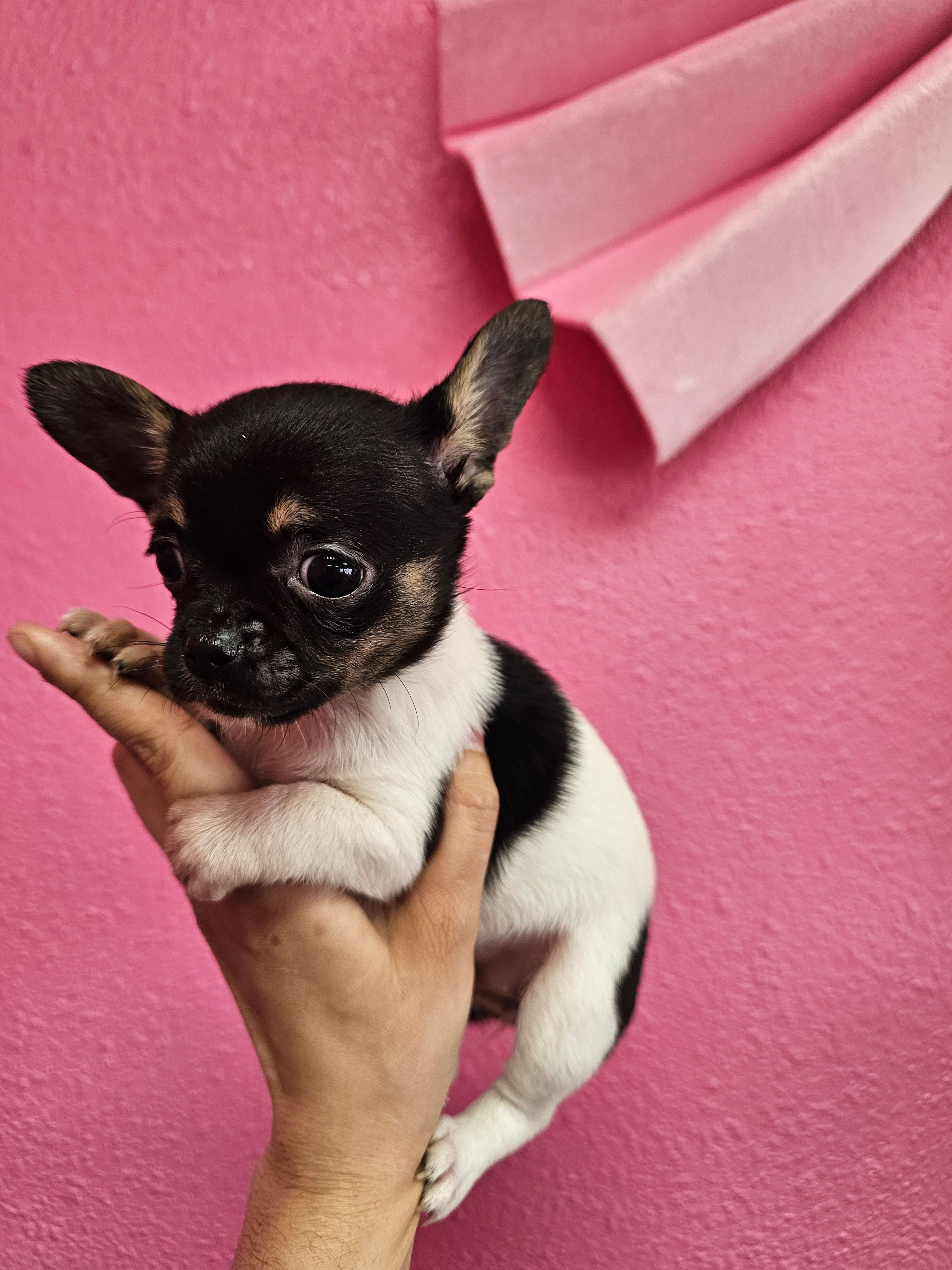 Silla, a female Chihuahua for sale in San Antonio, TX – Photo 2 of 3