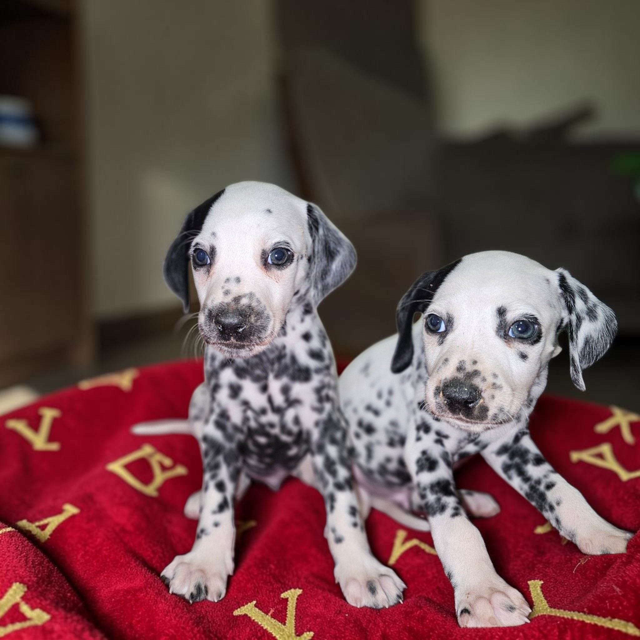Greene, a male Dalmatian for sale in San Antonio, TX – 3 of 3