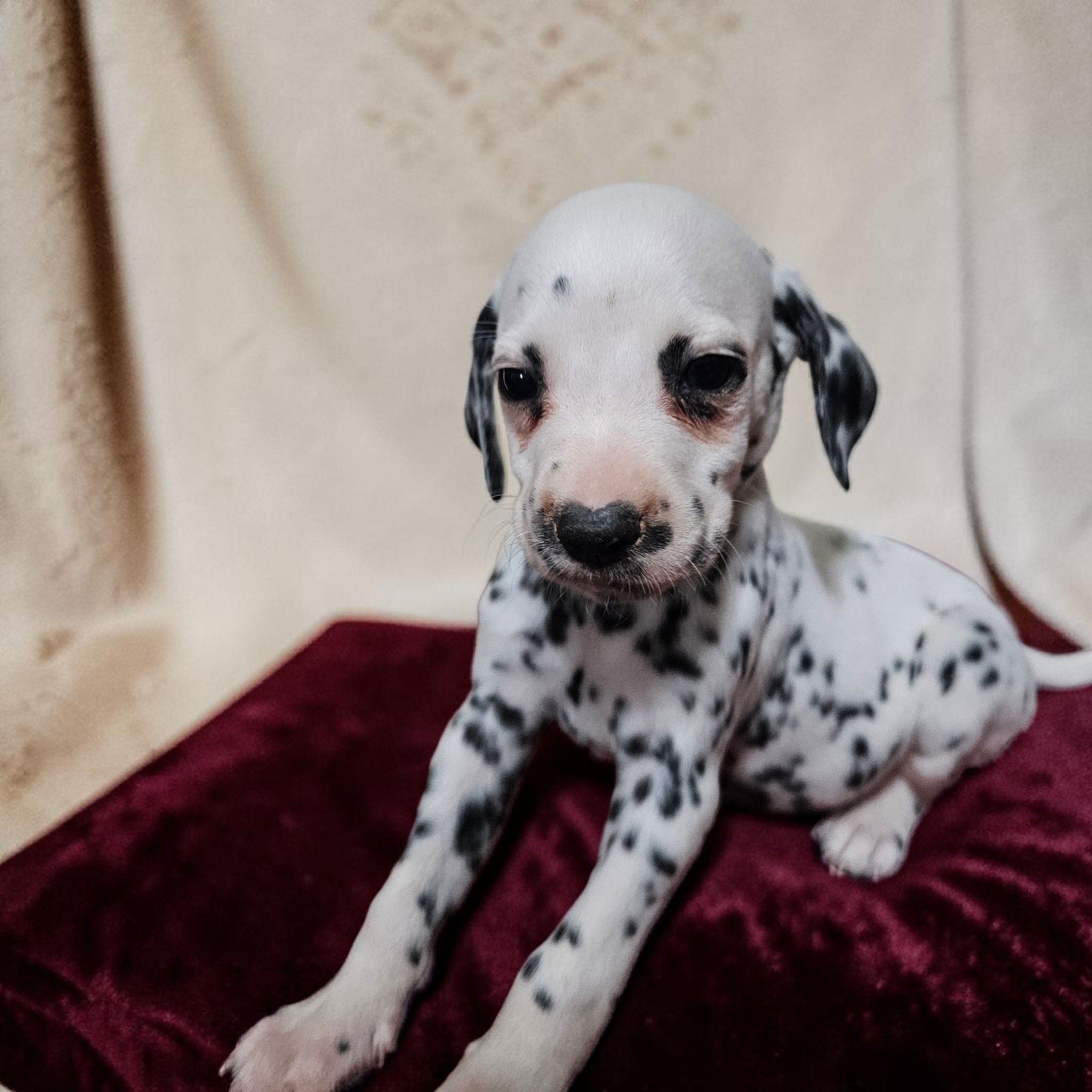 Valentino, a male Dalmatian for sale in San Antonio, TX – 2 of 4
