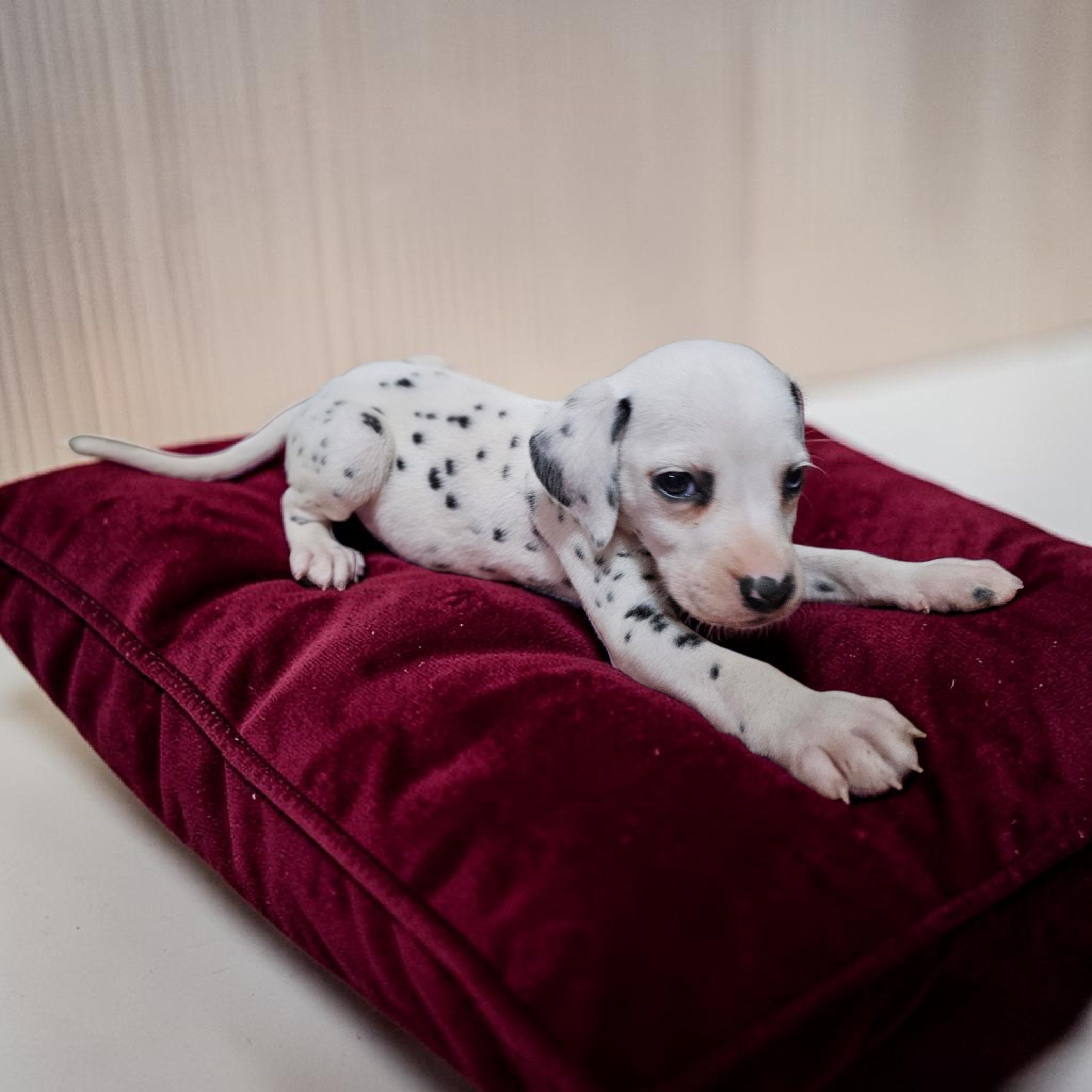 Uno, a male Dalmatian for sale in San Antonio, TX – 3 of 6