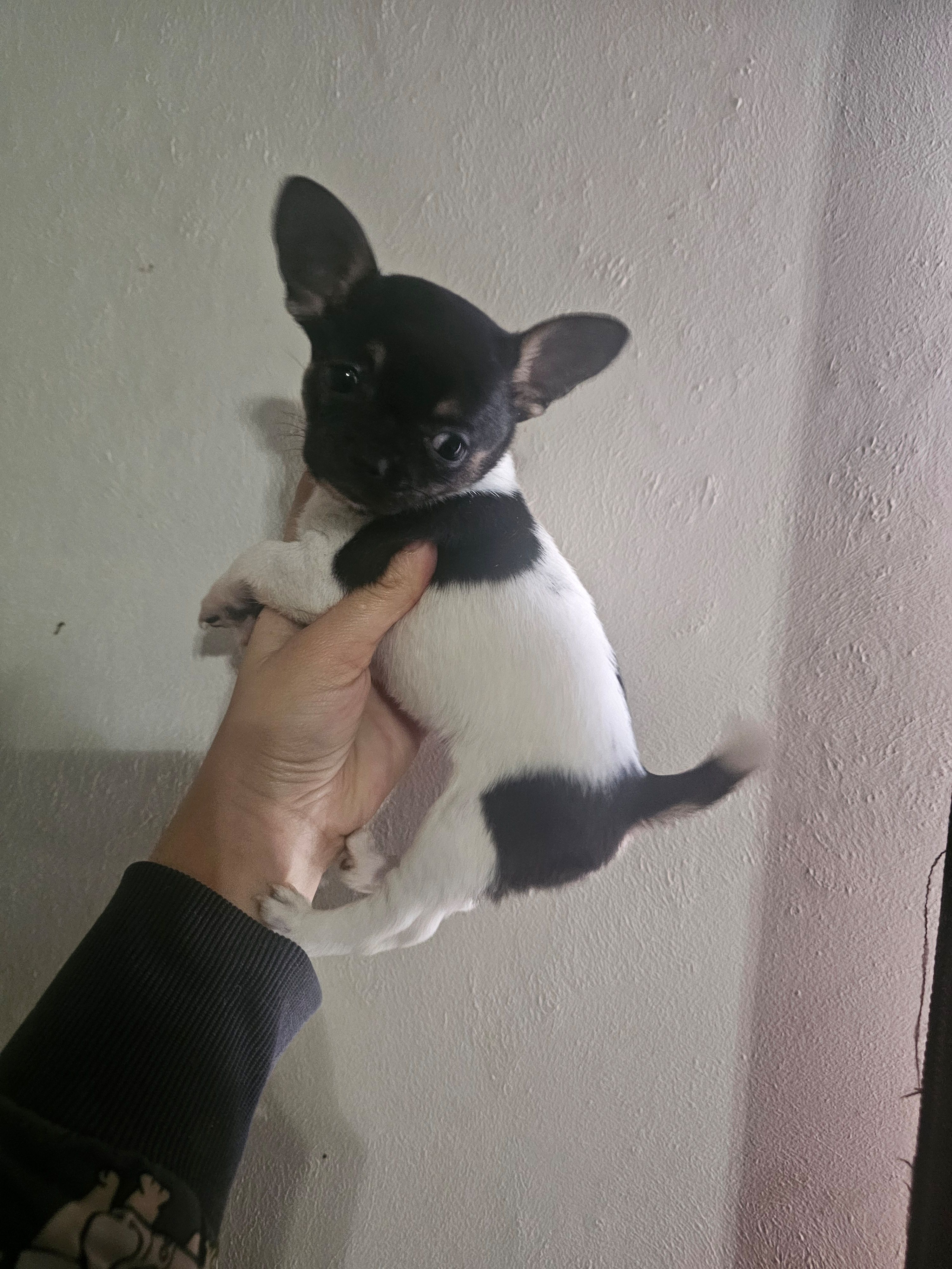 Silla, a female Chihuahua for sale in San Antonio, TX – Photo 3 of 3