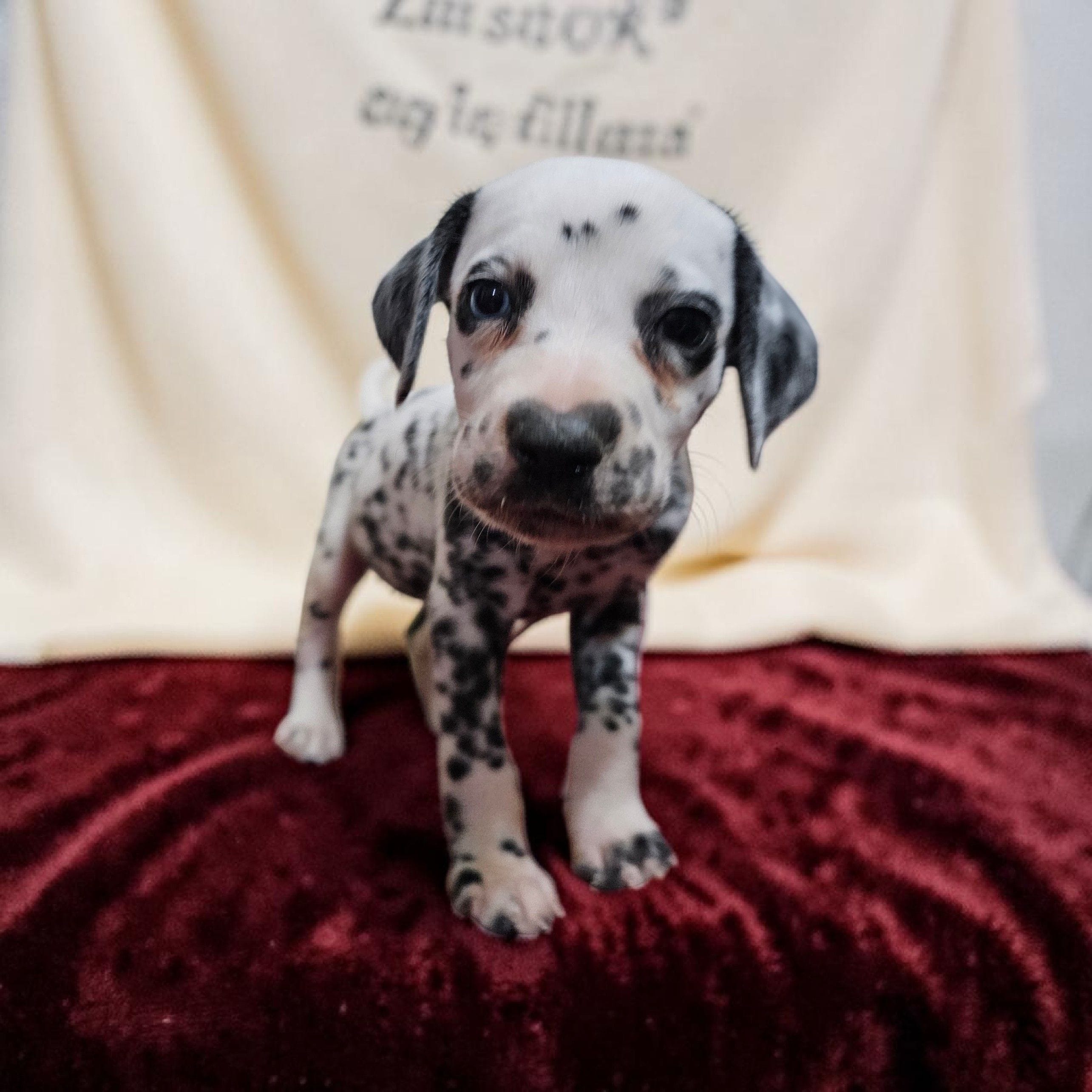 Cora, a female Dalmatian for sale in San Antonio, TX – 4 of 4
