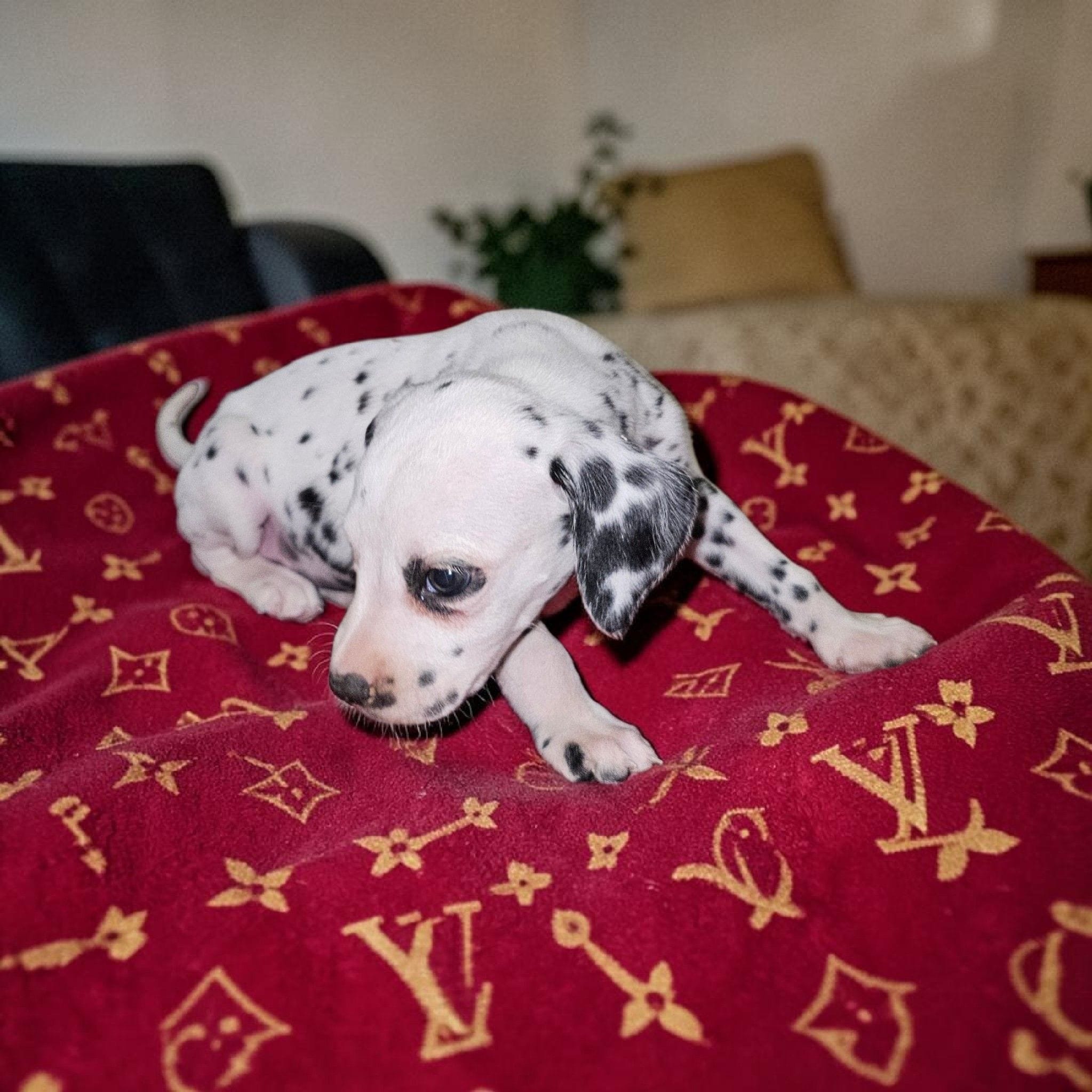 Valentino, a male Dalmatian for sale in San Antonio, TX – 4 of 4