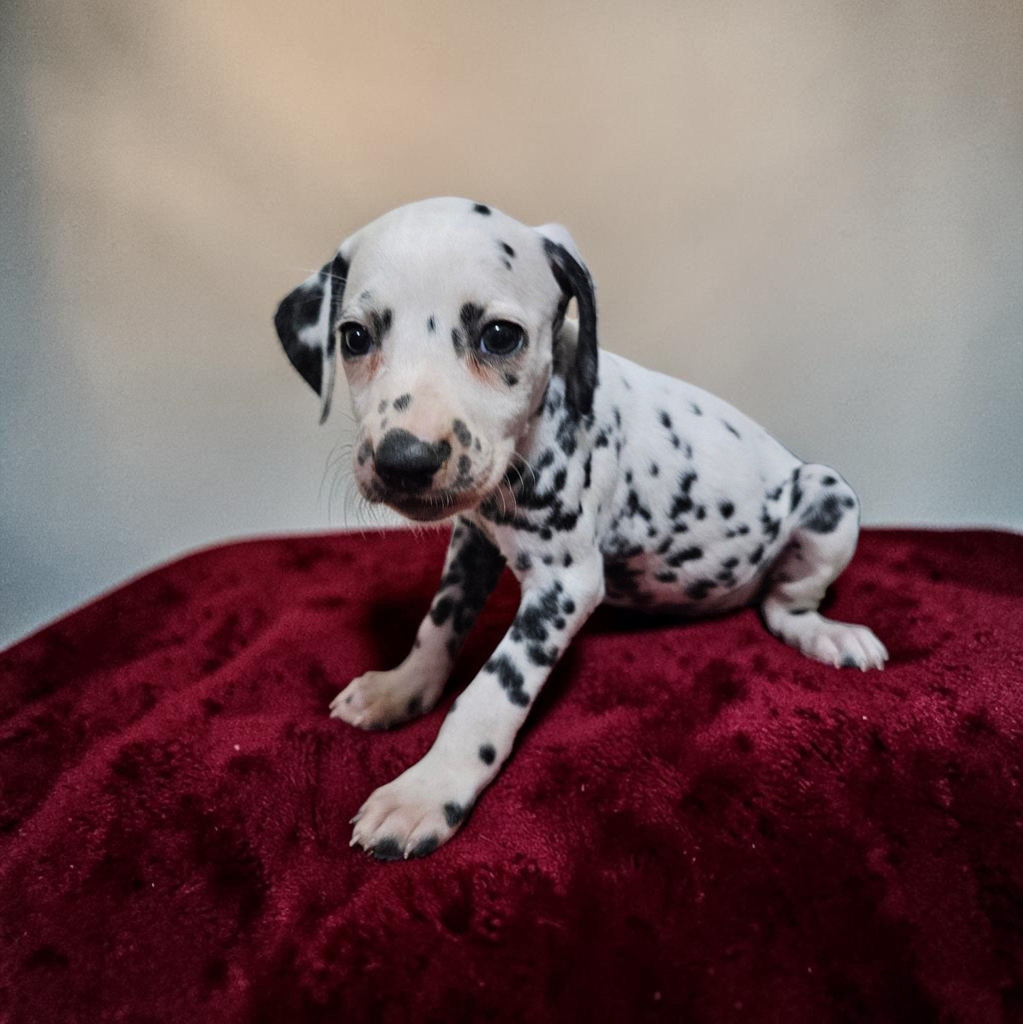 Flower, a female Dalmatian for sale in San Antonio, TX – 4 of 4