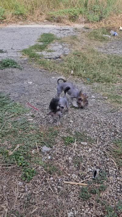 Siri true hairless, a female Chihuahua and Chinese Crested for sale in San Antonio, TX – 2 of 7
