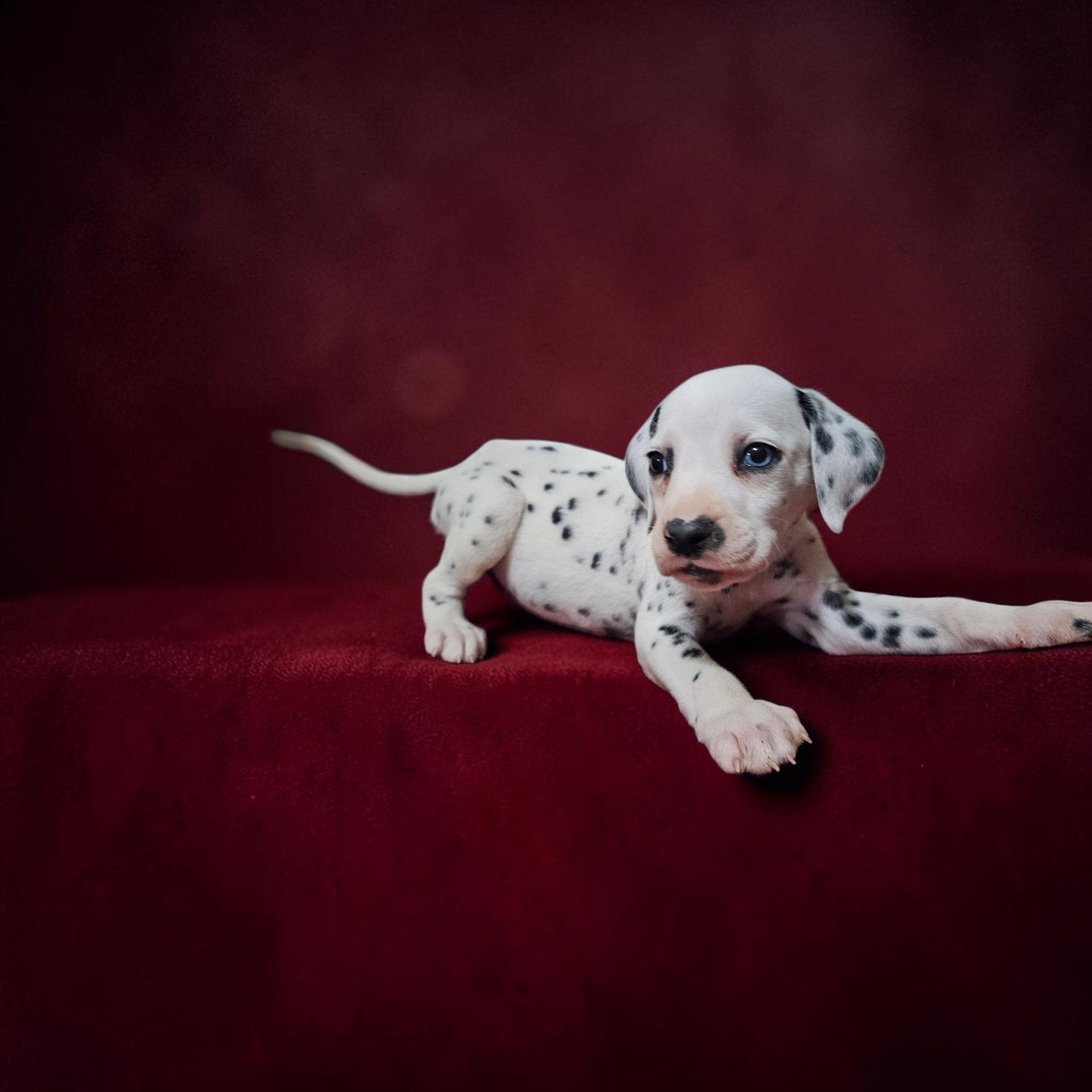Uno – Dalmatian puppy for sale in San Antonio, TX