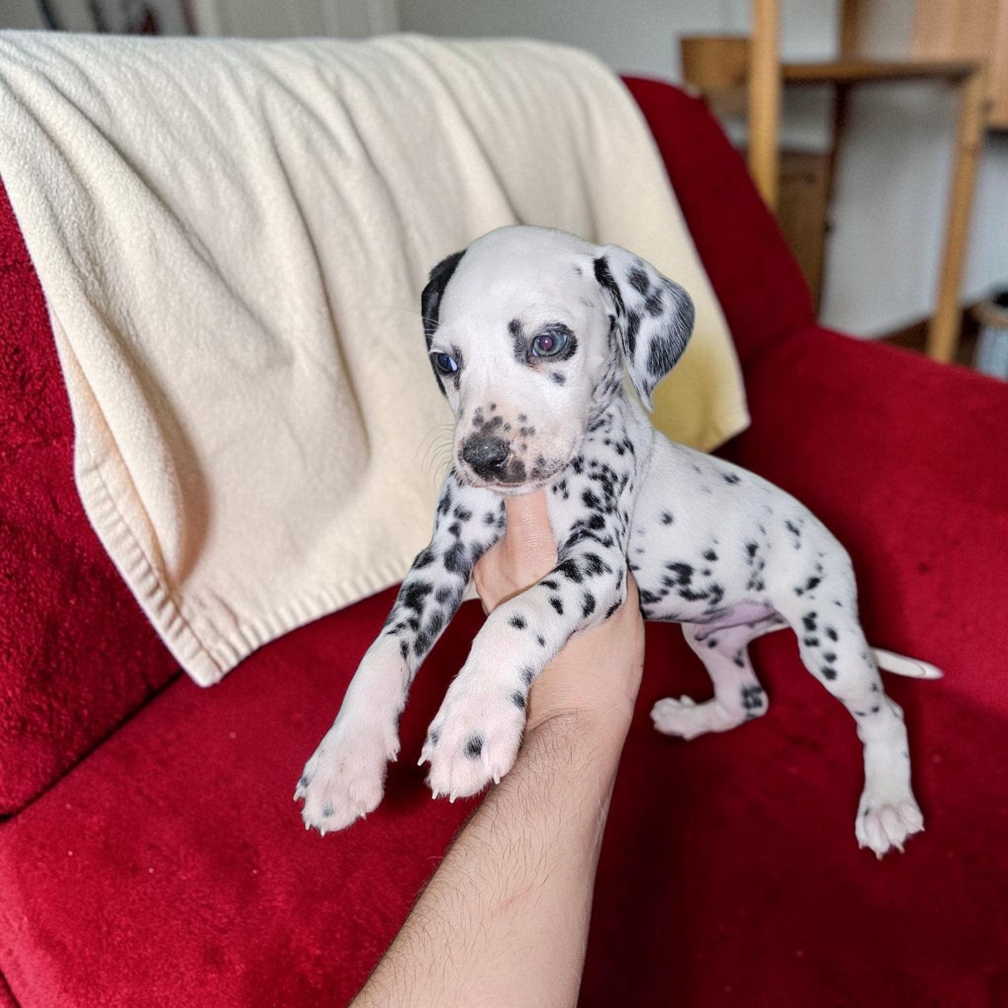 Greene – Dalmatian puppy for sale in San Antonio, TX