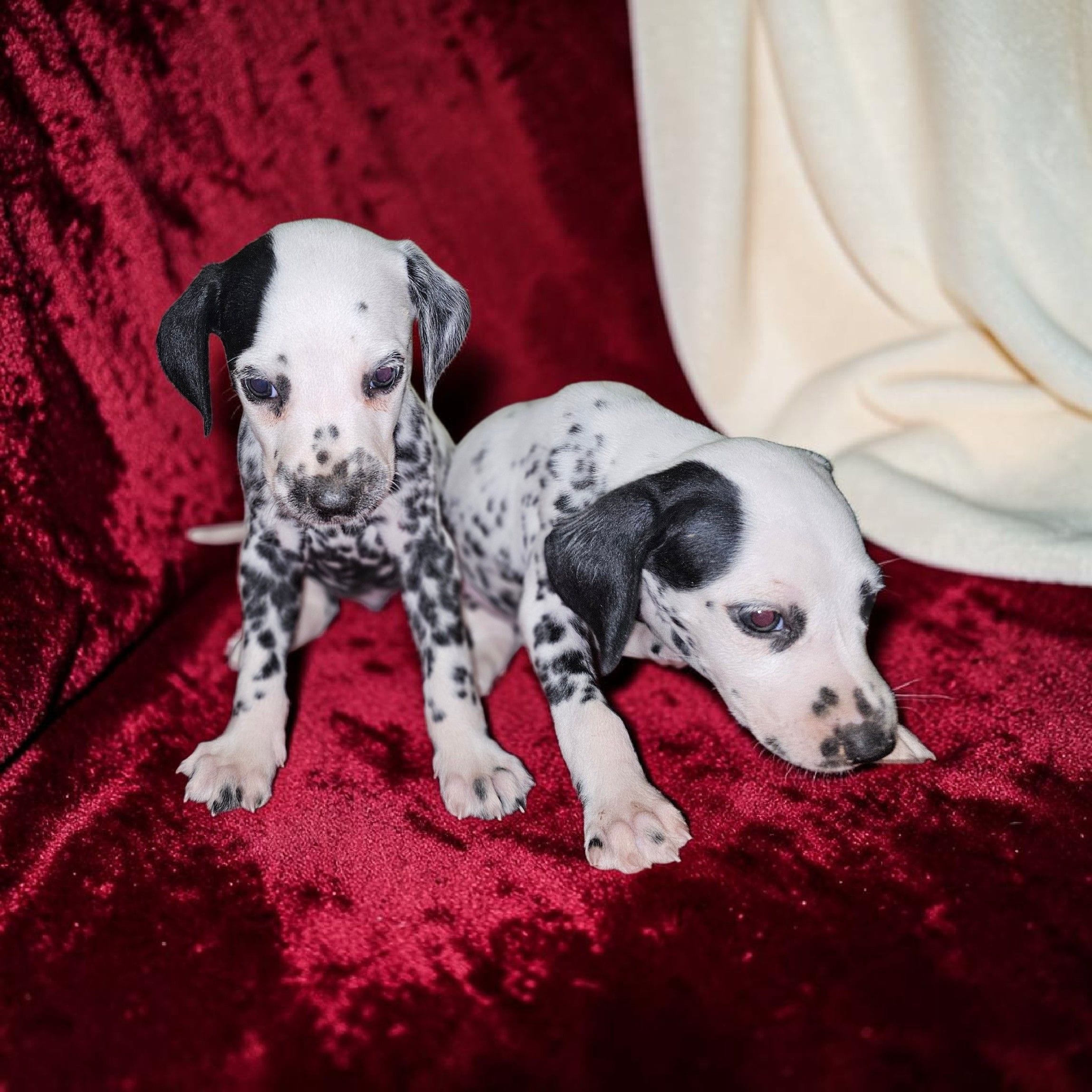 Reed, a male Dalmatian for sale in San Antonio, TX – 3 of 3