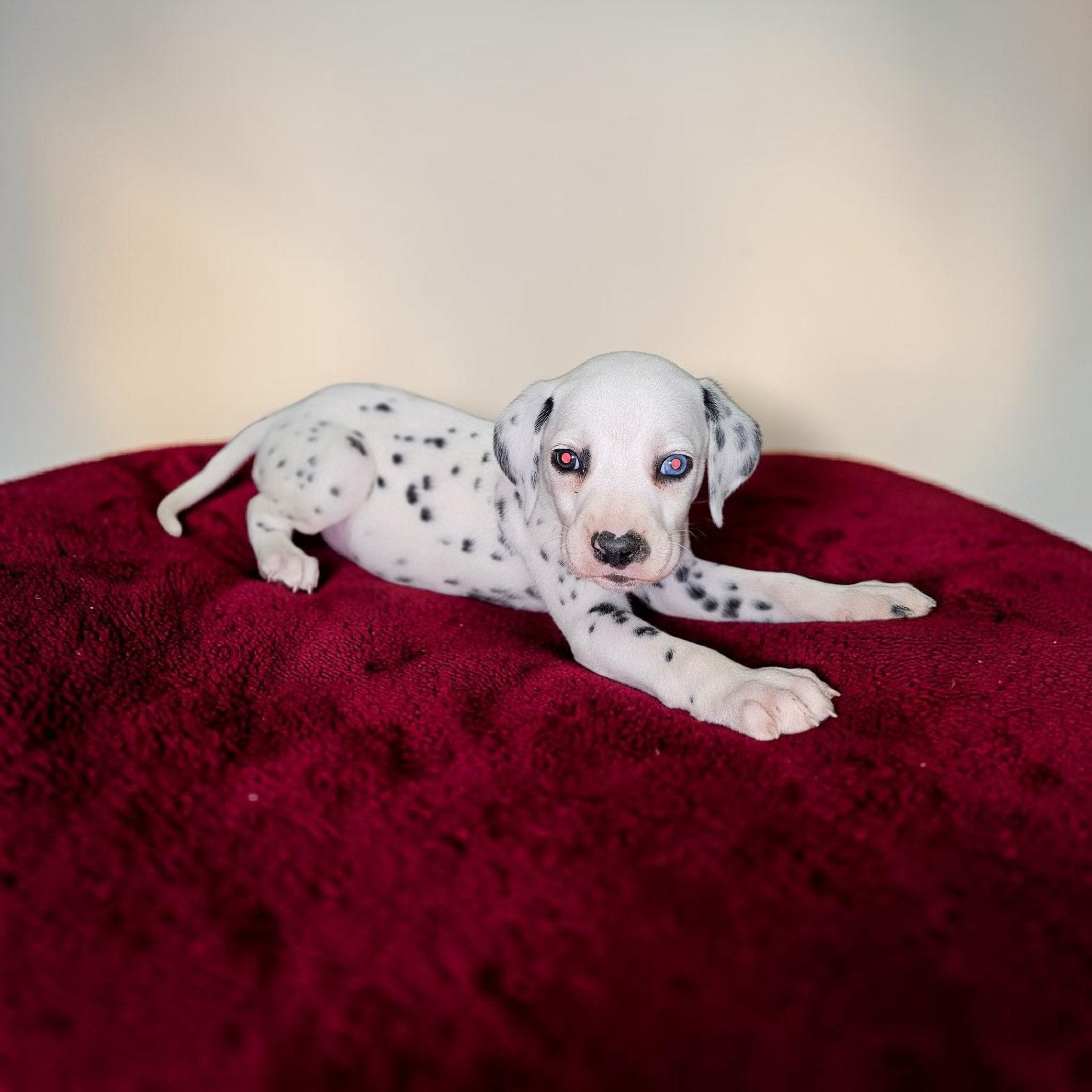 Uno, a male Dalmatian for sale in San Antonio, TX – 2 of 6