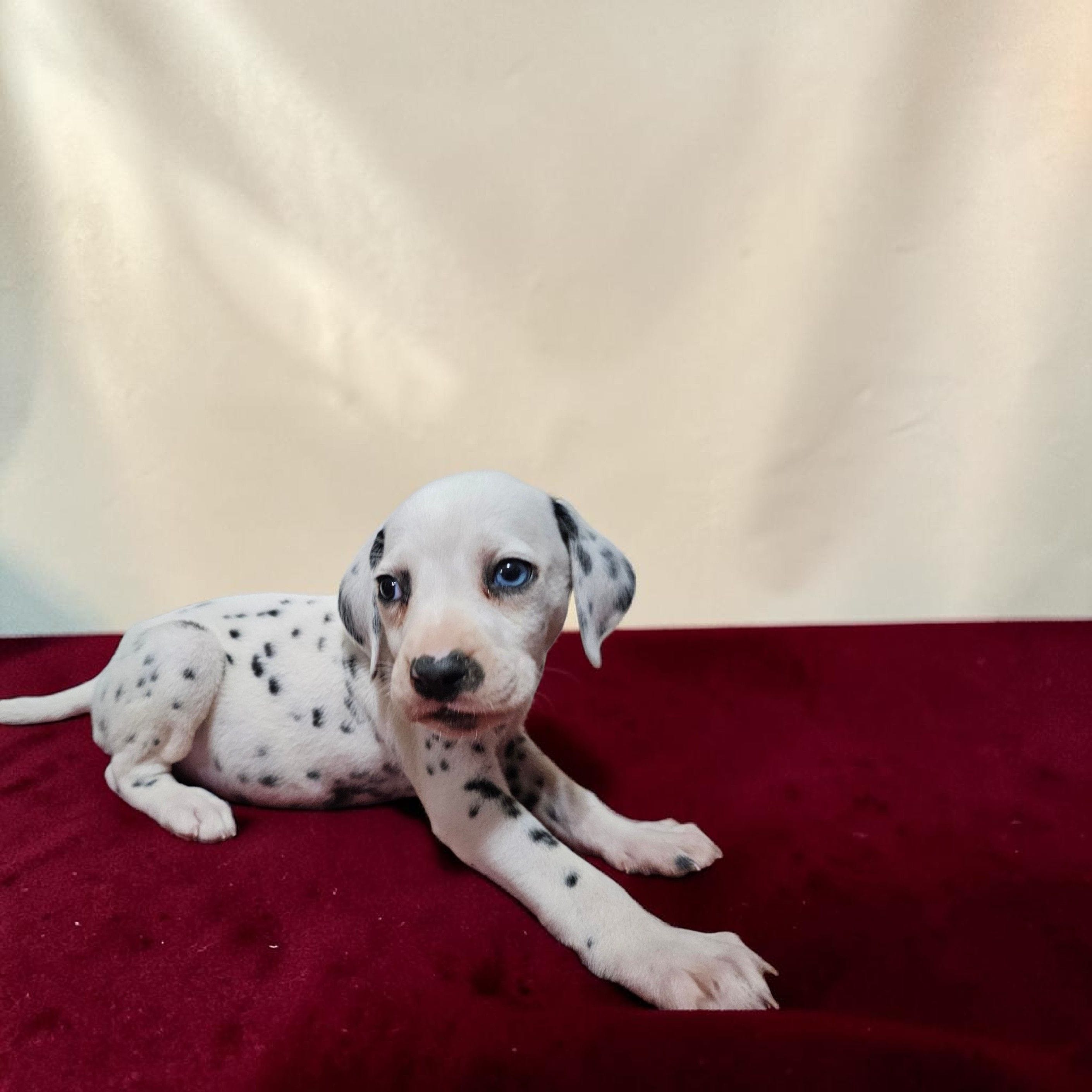 Uno, a male Dalmatian for sale in San Antonio, TX – 6 of 6