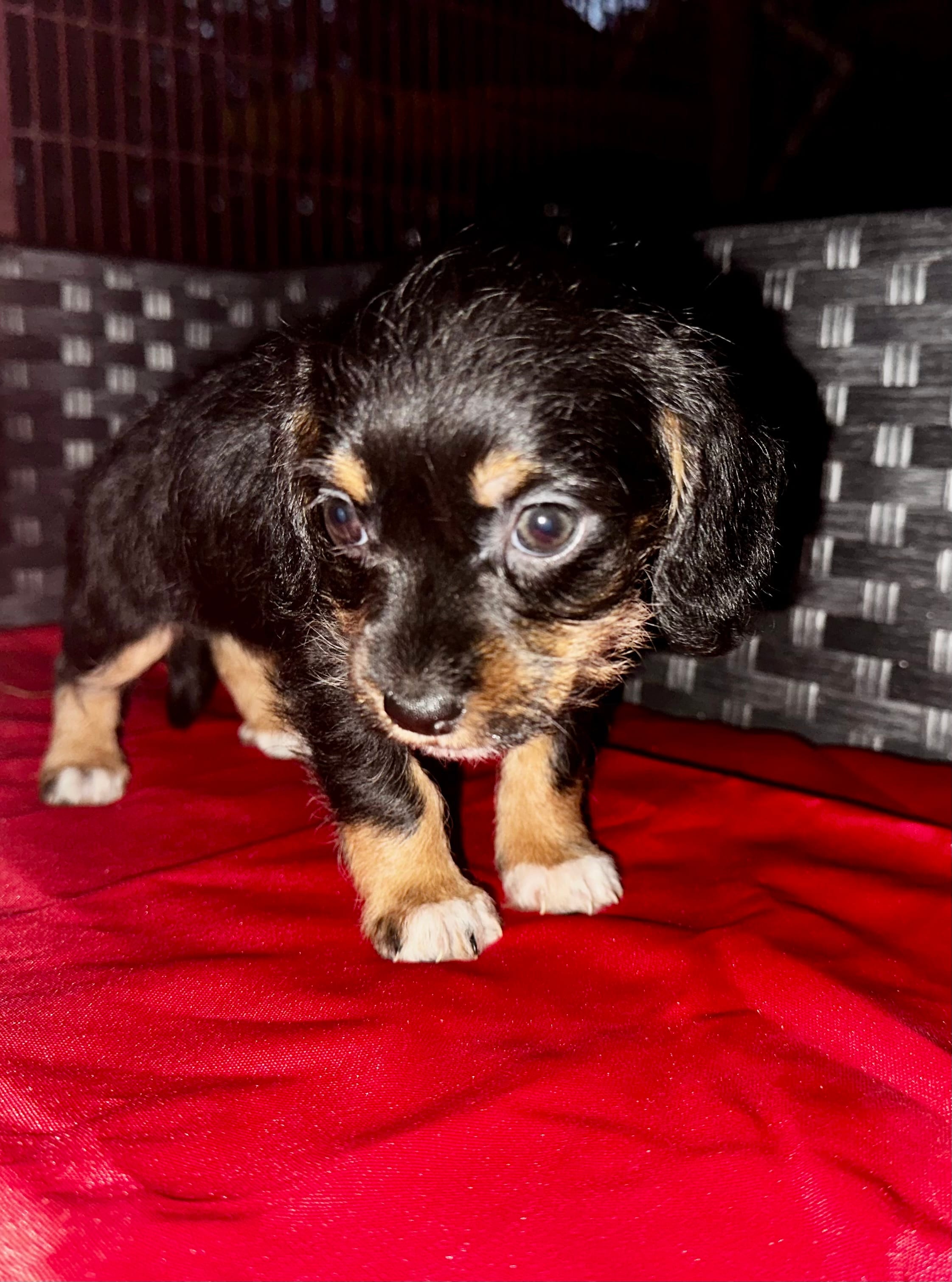 Girl 7  – Shih Tzu, Miniature Dachshund puppy for sale in Selmer, TN