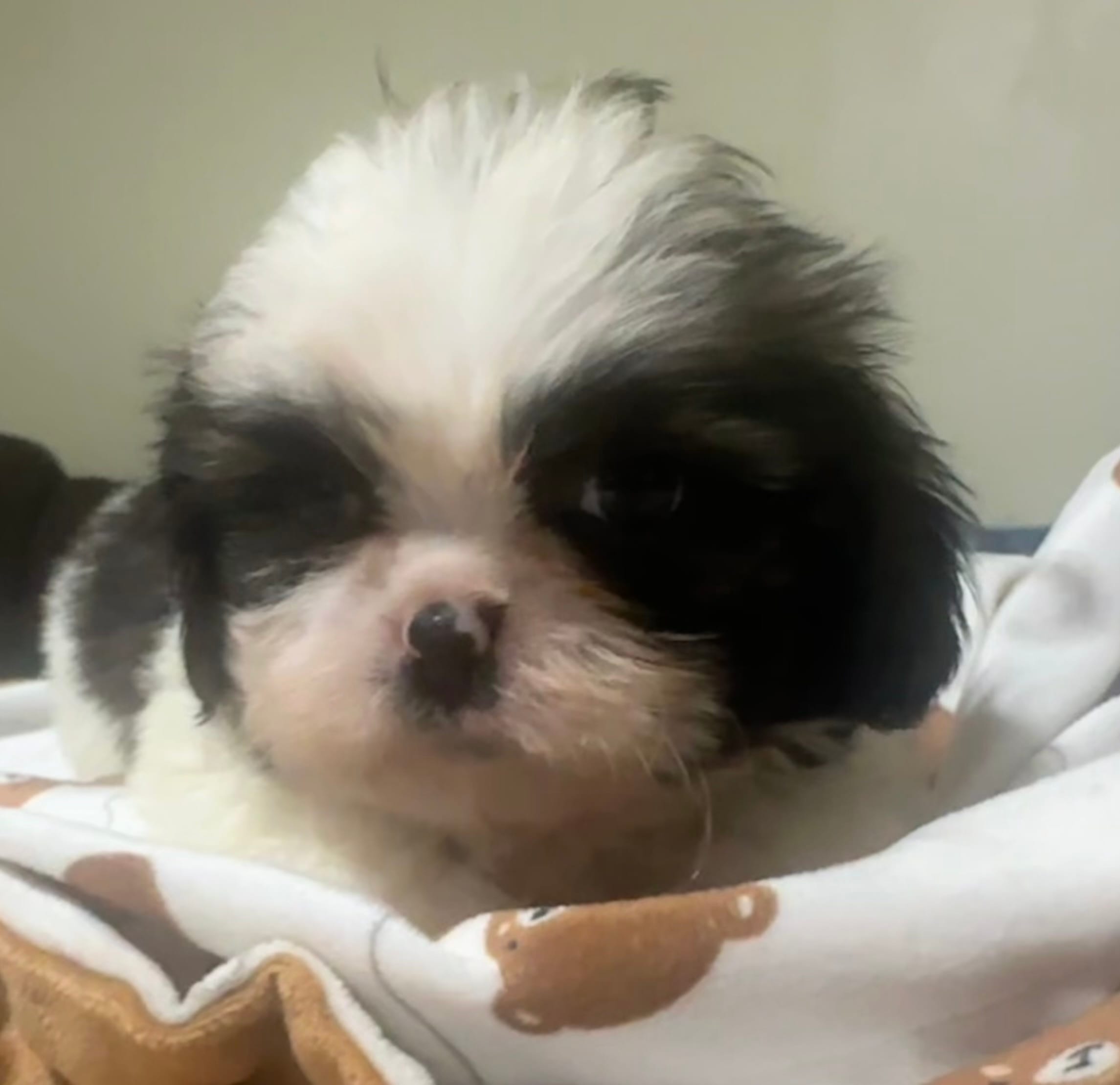 Shih Tzu male 1  – Shih Tzu puppy for sale in Selmer, TN
