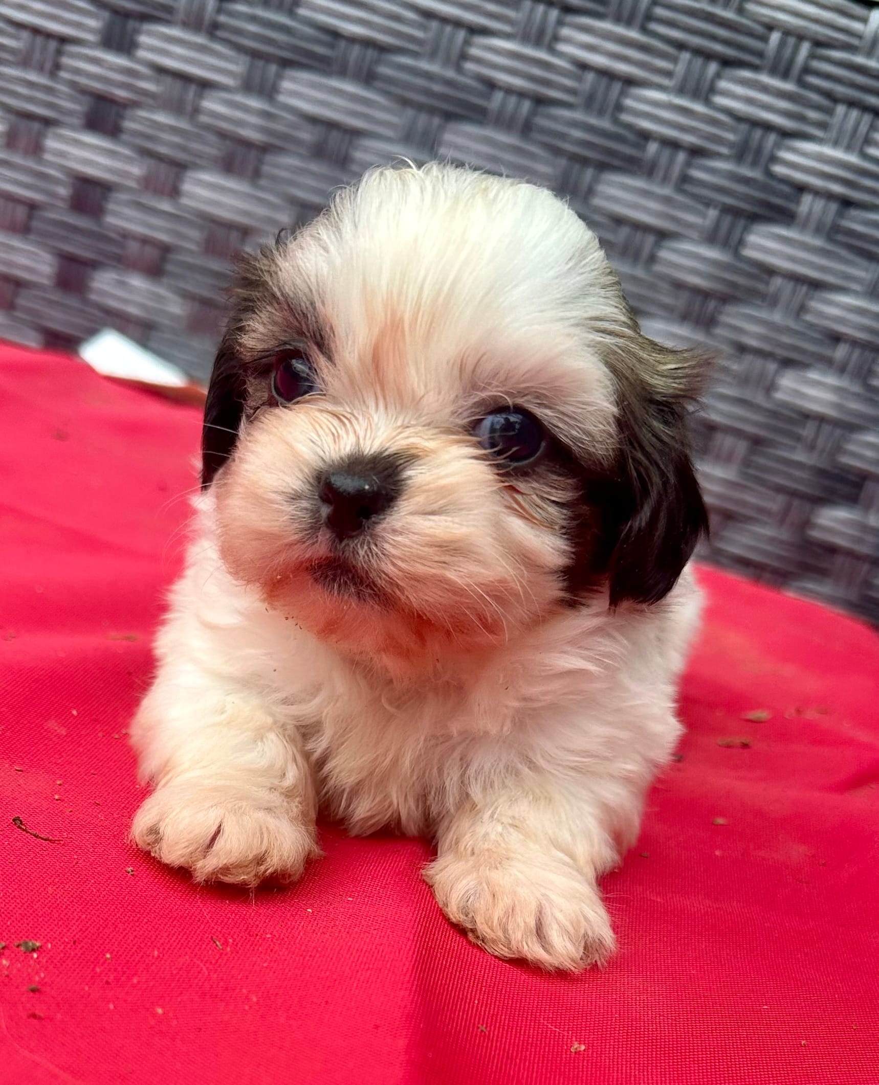 Shih Tzu female 3  – Shih Tzu puppy for sale in Selmer, TN