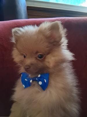 Charlie – Pomeranian puppy for sale in Danville, KY