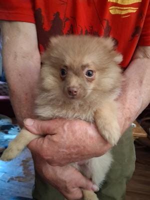 Charlie – Pomeranian puppy for sale in Danville, KY