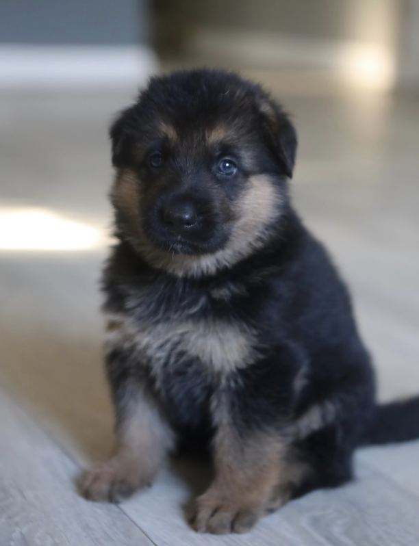 Zeus – German Shepherd Dog puppy for sale in Sacramento, CA