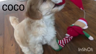 COCO / Best present for family, a female Maltipoo for sale in Suwanee, GA – 4 of 10