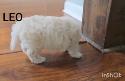 LEO / Best present for family, a male Maltipoo for sale in Suwanee, GA – 4 of 10