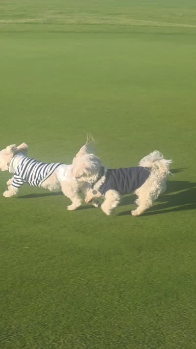 LATTE Mom & Dad, a male Maltipoo for sale in Suwanee, GA – 2 of 4