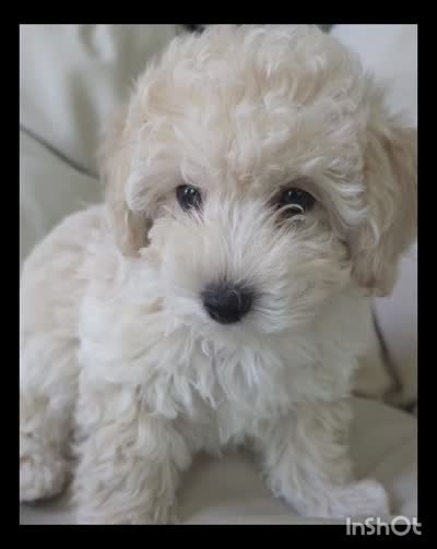 LEO / Best present for family, a male Maltipoo for sale in Suwanee, GA – 2 of 10