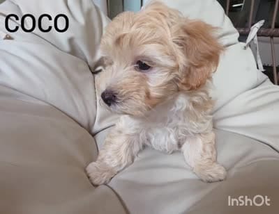 COCO / Best present for family, a female Maltipoo for sale in Suwanee, GA – 6 of 10