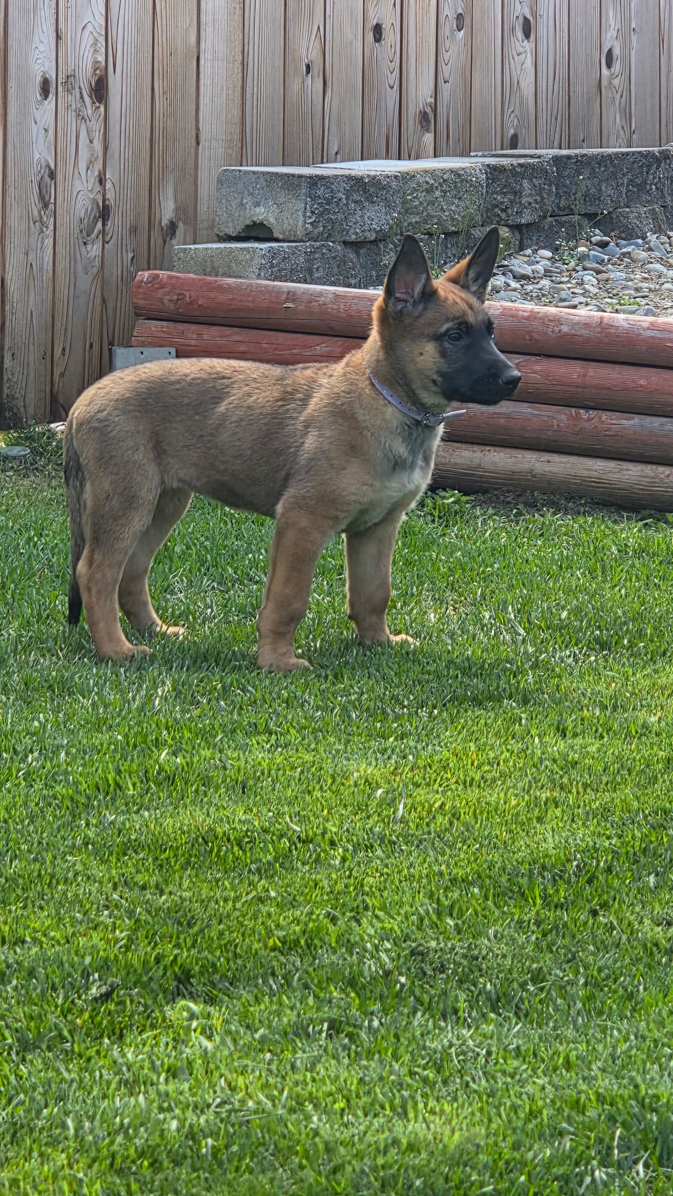 Bailey, a female Belgian Malinois and German Shepherd Dog for sale in Mead, WA – Photo 3 of 4