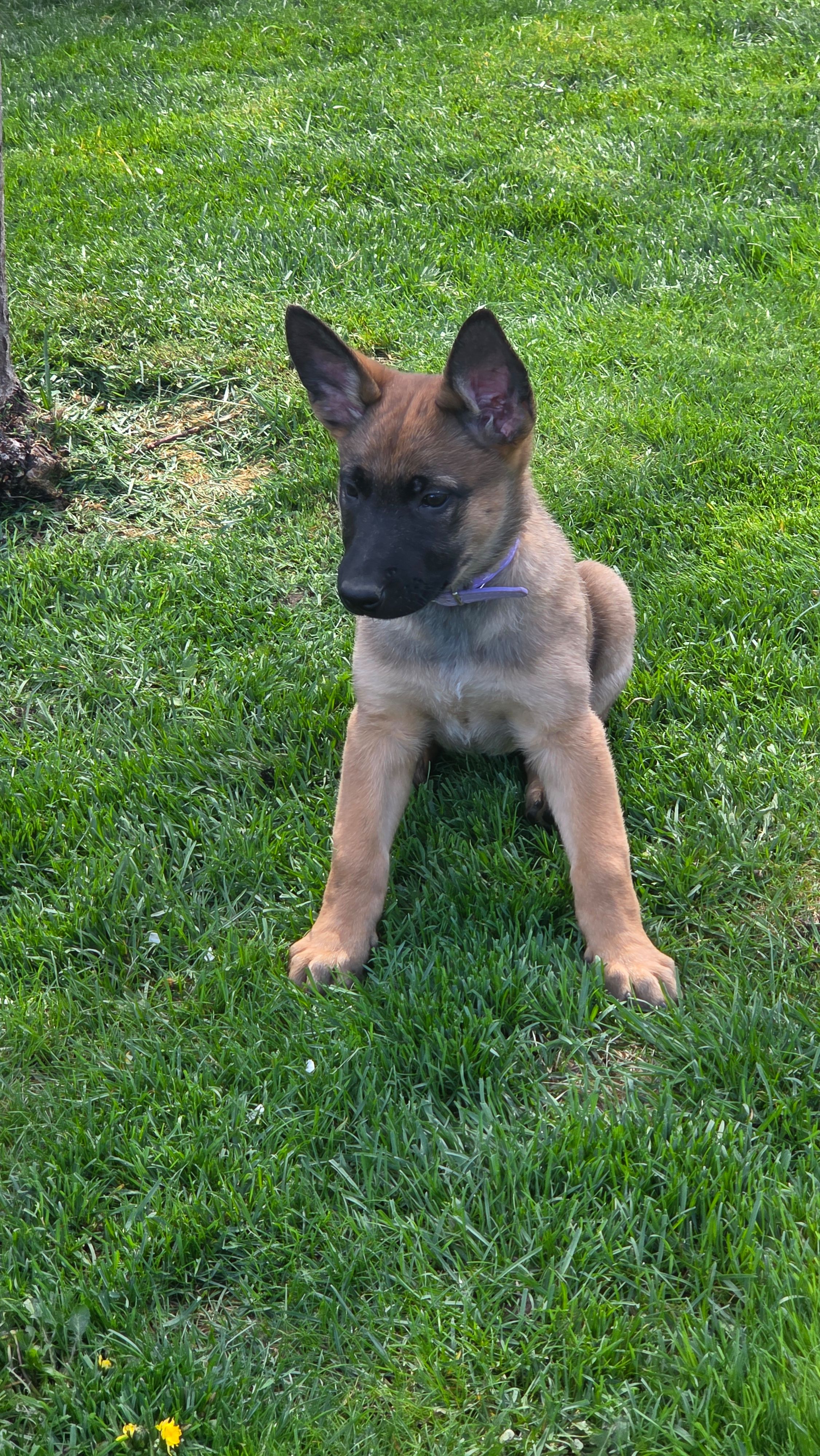 Bailey, a female Belgian Malinois and German Shepherd Dog for sale in Mead, WA – Photo 4 of 4