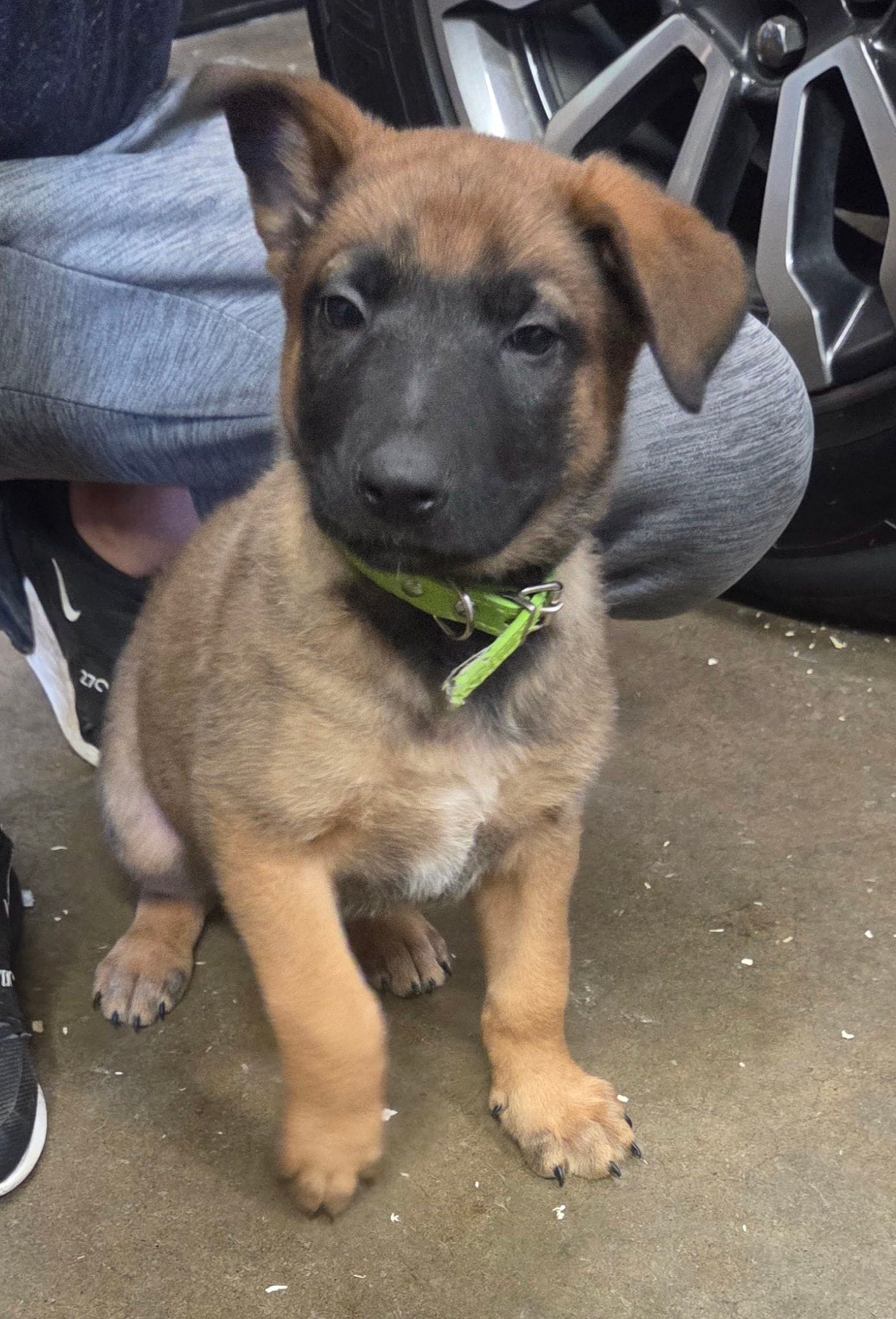 Tucker – Belgian Malinois, German Shepherd Dog puppy for sale in Mead, WA