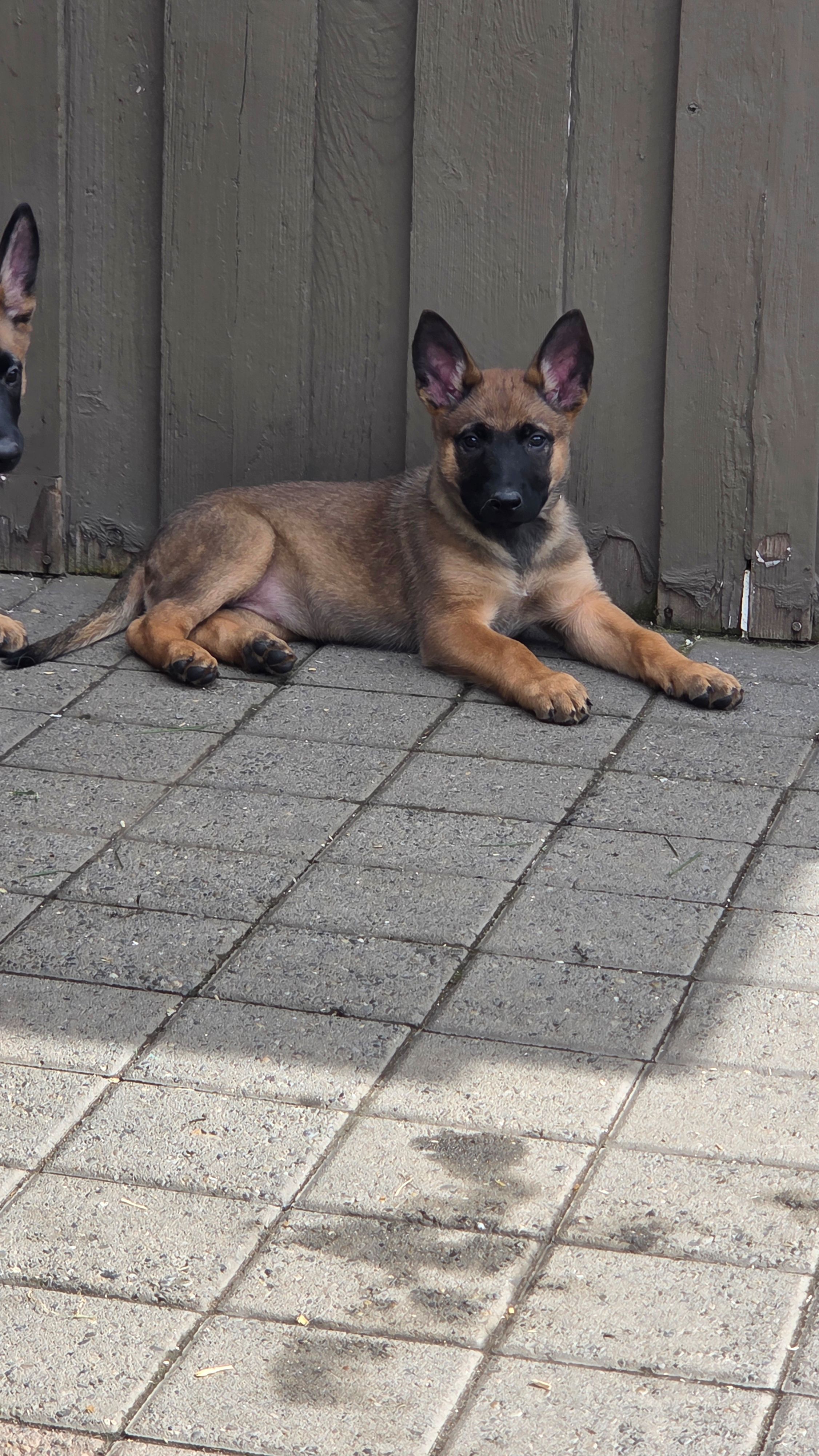 Bailey, a female Belgian Malinois and German Shepherd Dog for sale in Mead, WA – Photo 2 of 4