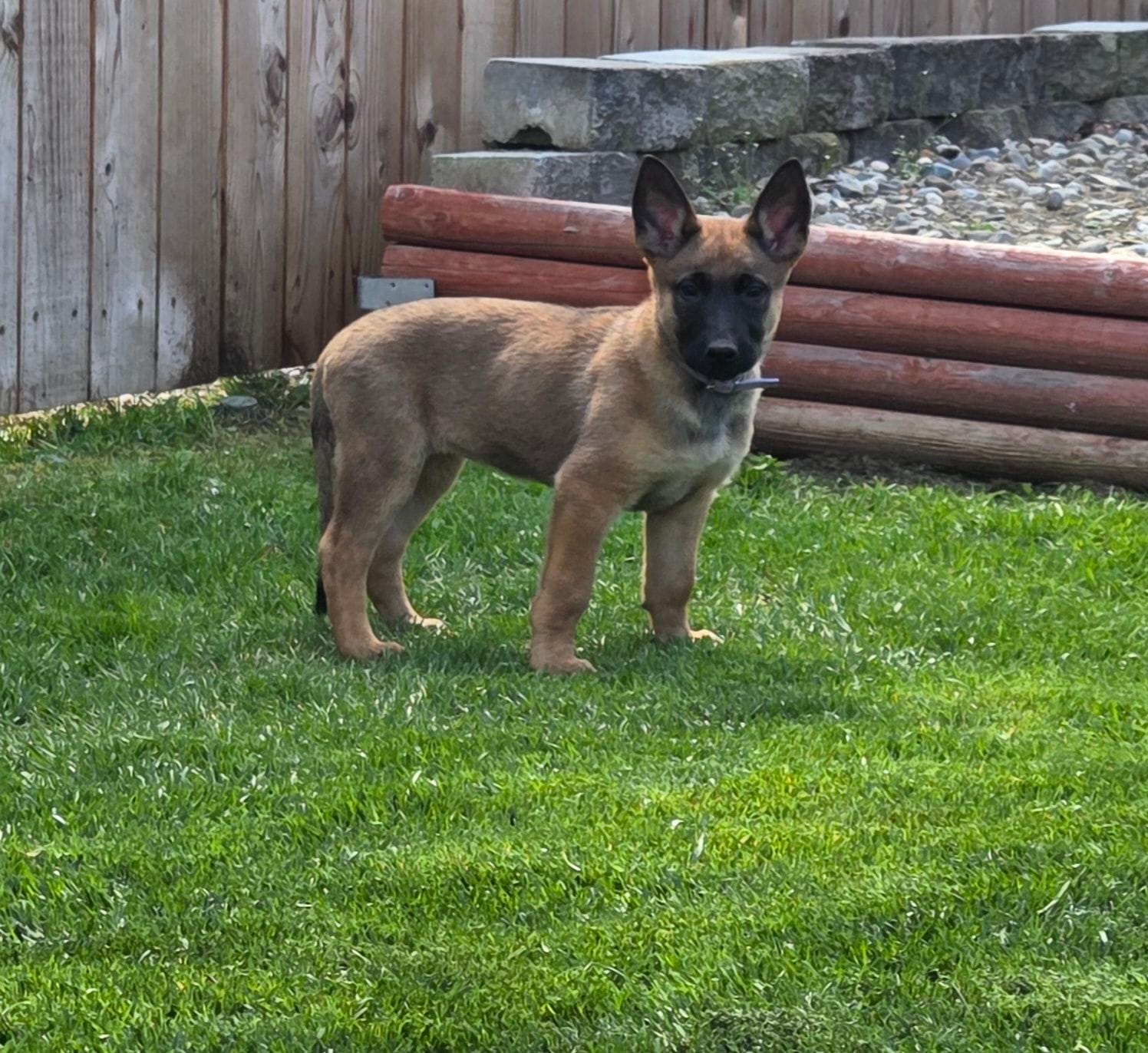 Bailey, a female Belgian Malinois and German Shepherd Dog for sale in Mead, WA – Photo 1 of 4