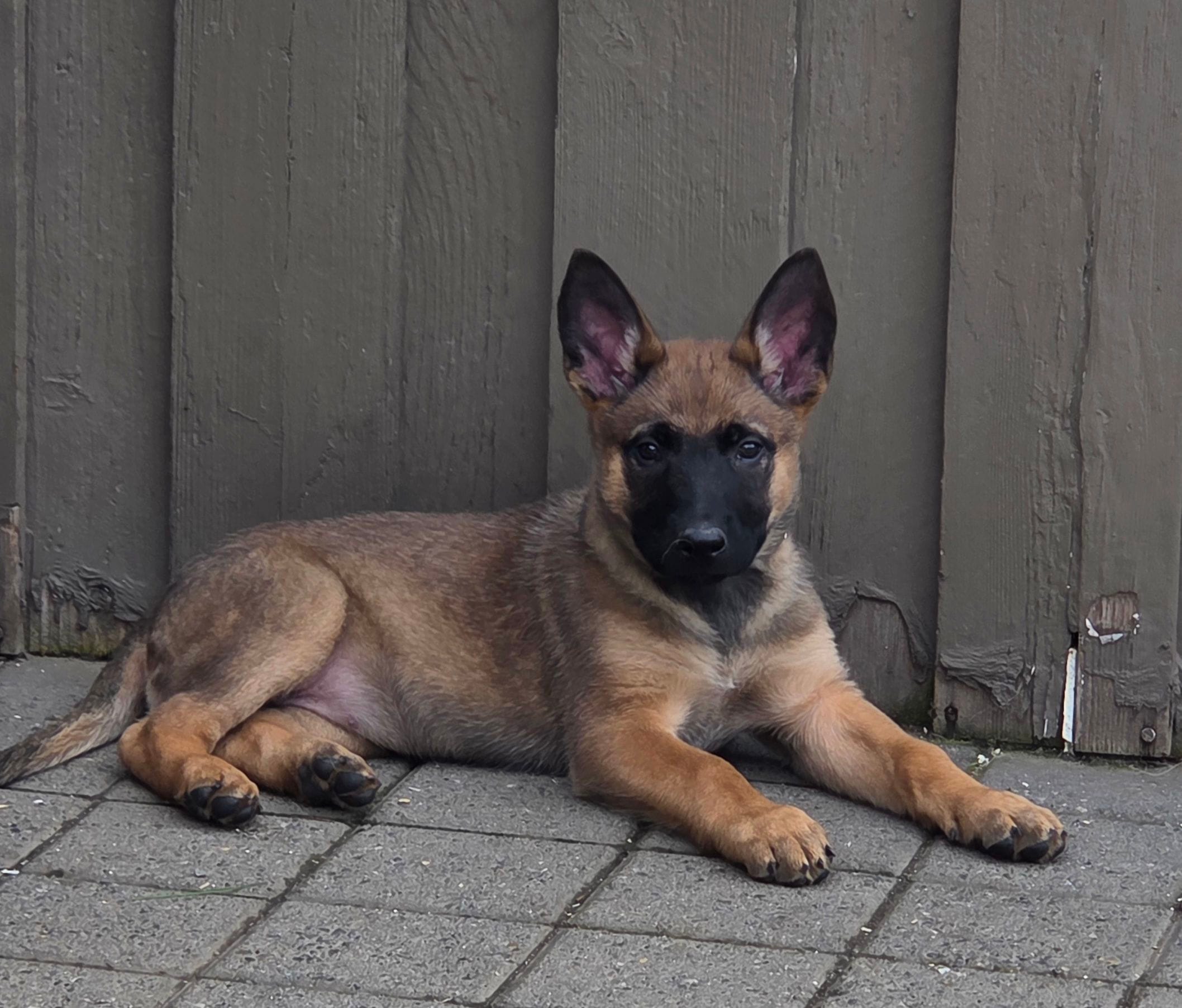 Bailey – Belgian Malinois, German Shepherd Dog puppy for sale in Mead, WA