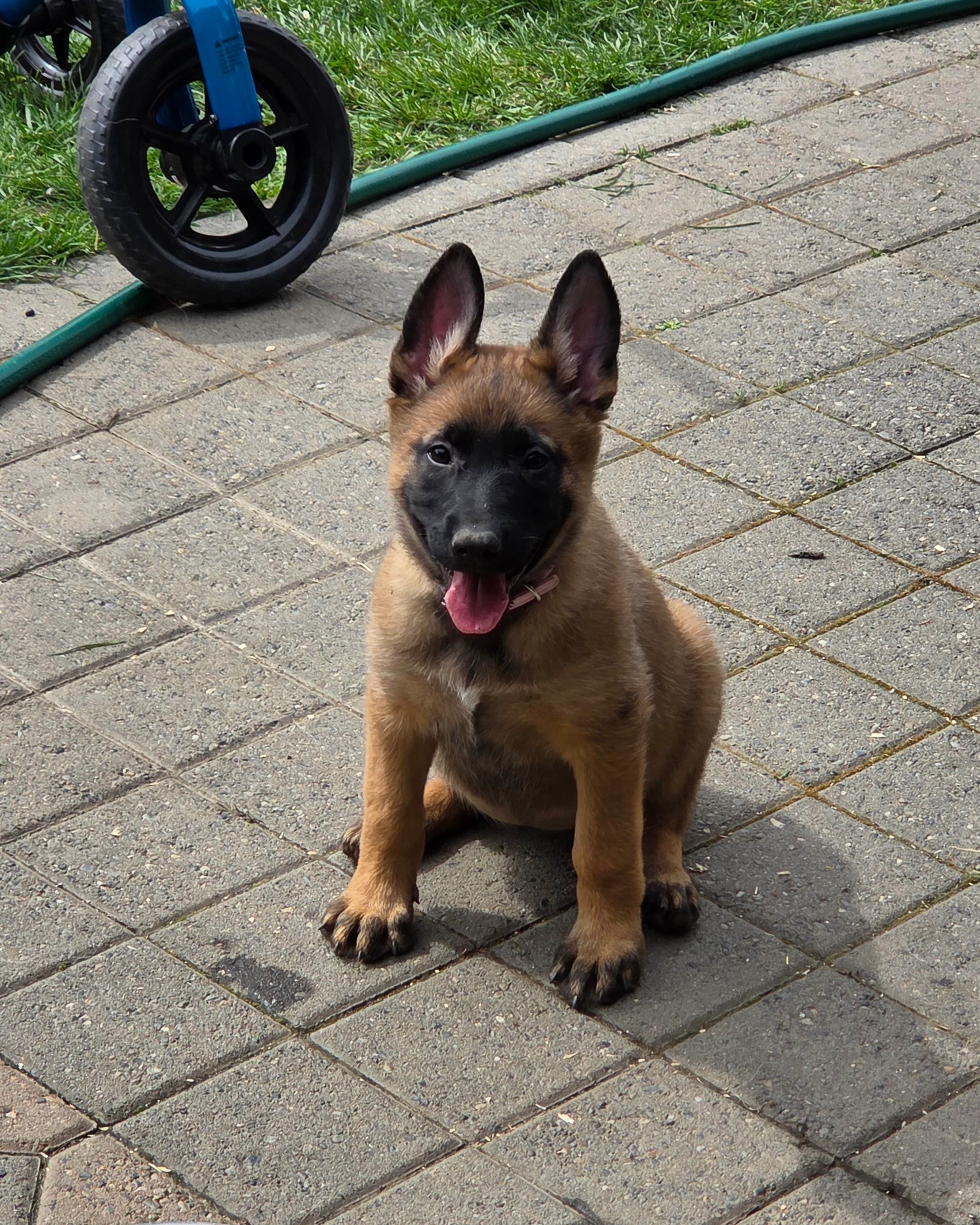 Cali – Belgian Malinois, German Shepherd Dog puppy for sale in Mead, WA