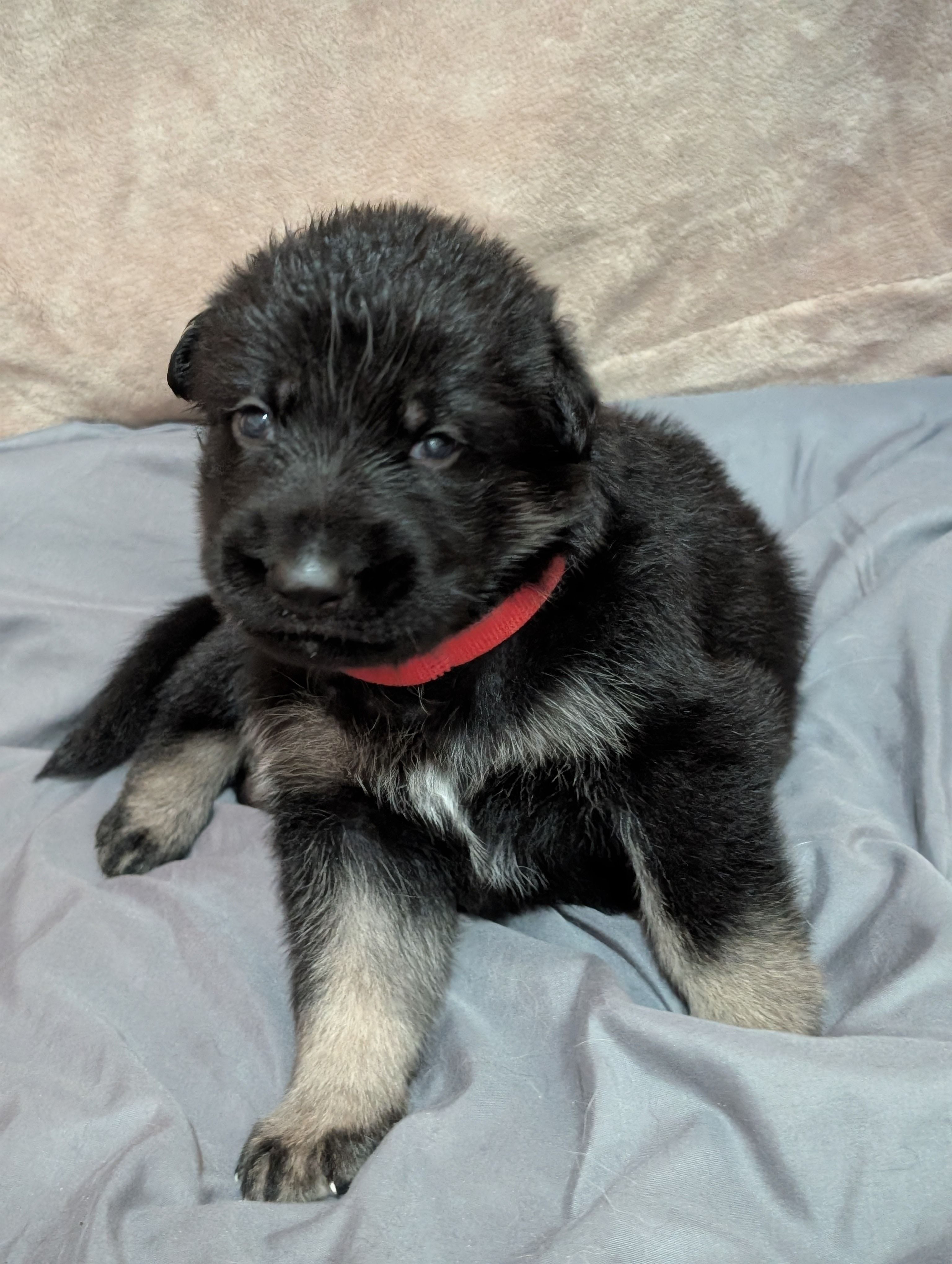 Jelly Bean – German Shepherd Dog puppy for sale in Tallahassee, FL
